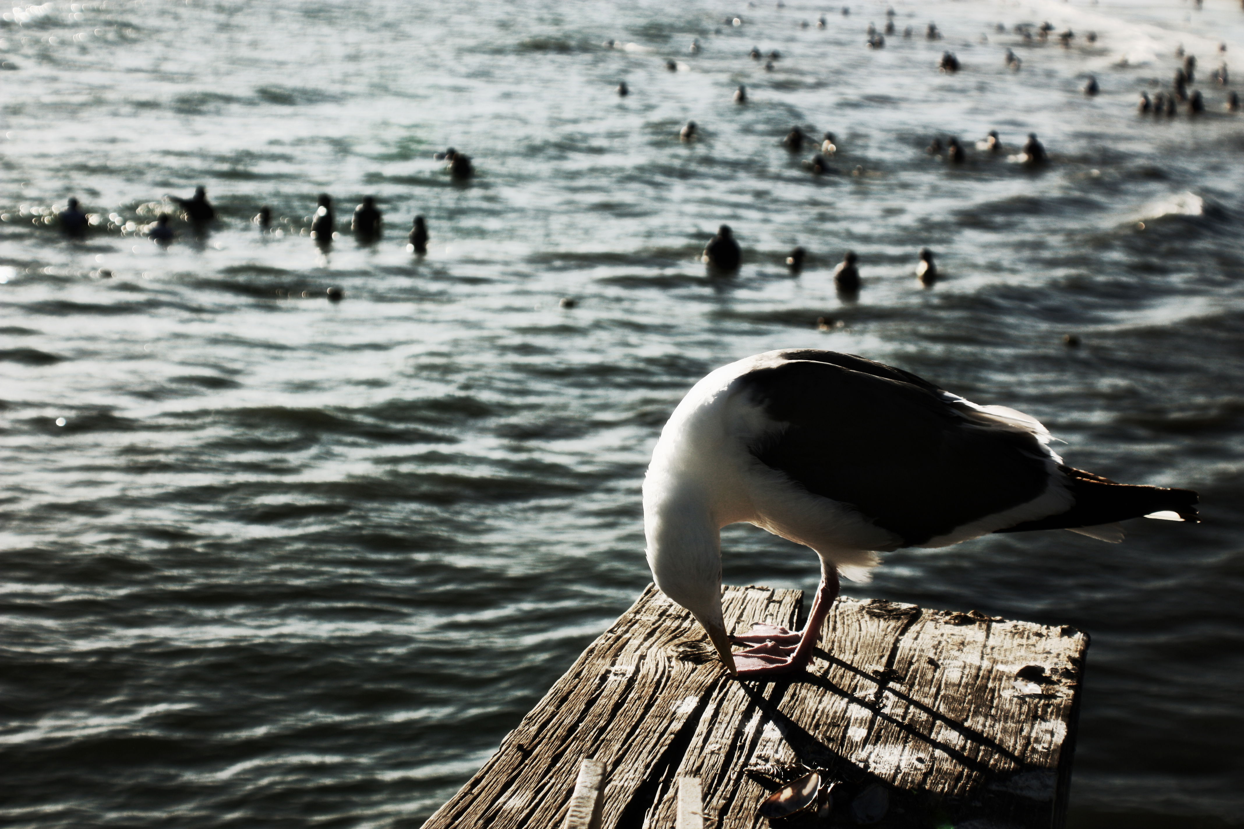 Playa de Santa Monica, por Carmen Carreño Gutiez