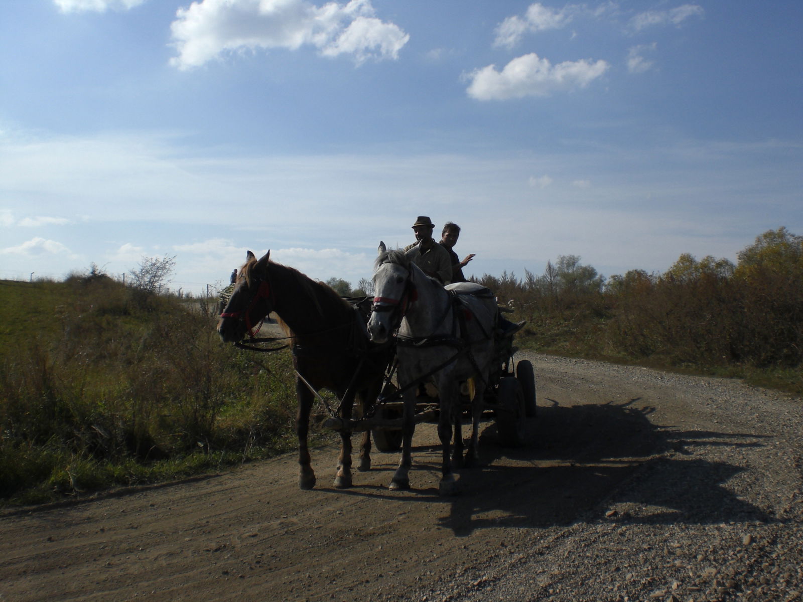 Rupea, por guanche