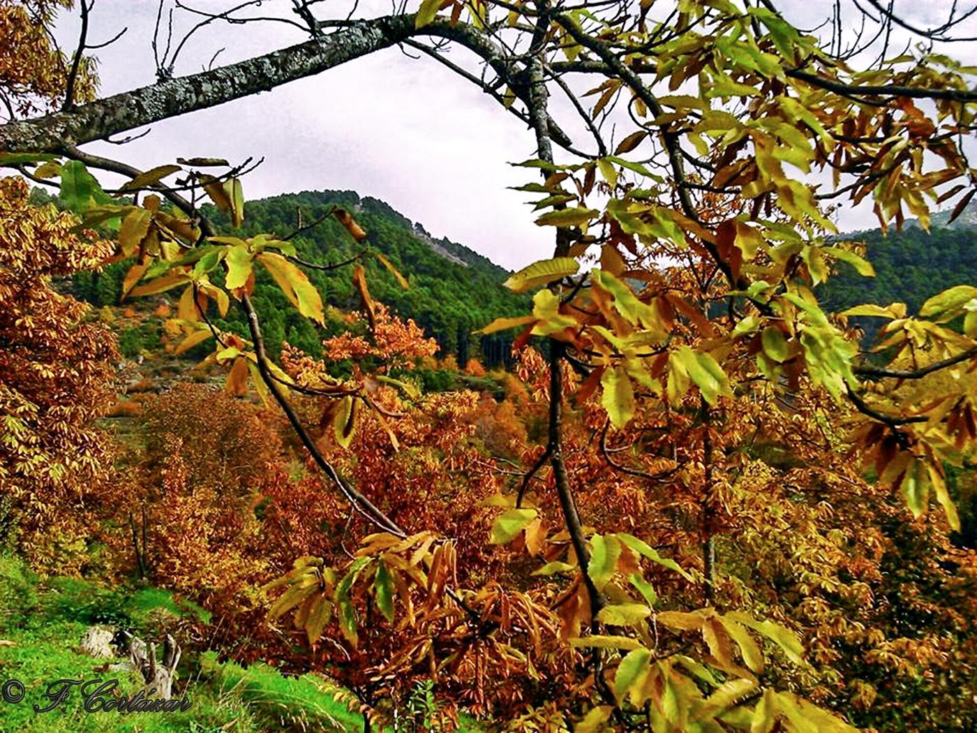 El Arenal en otoño, por Eliecer Plaza