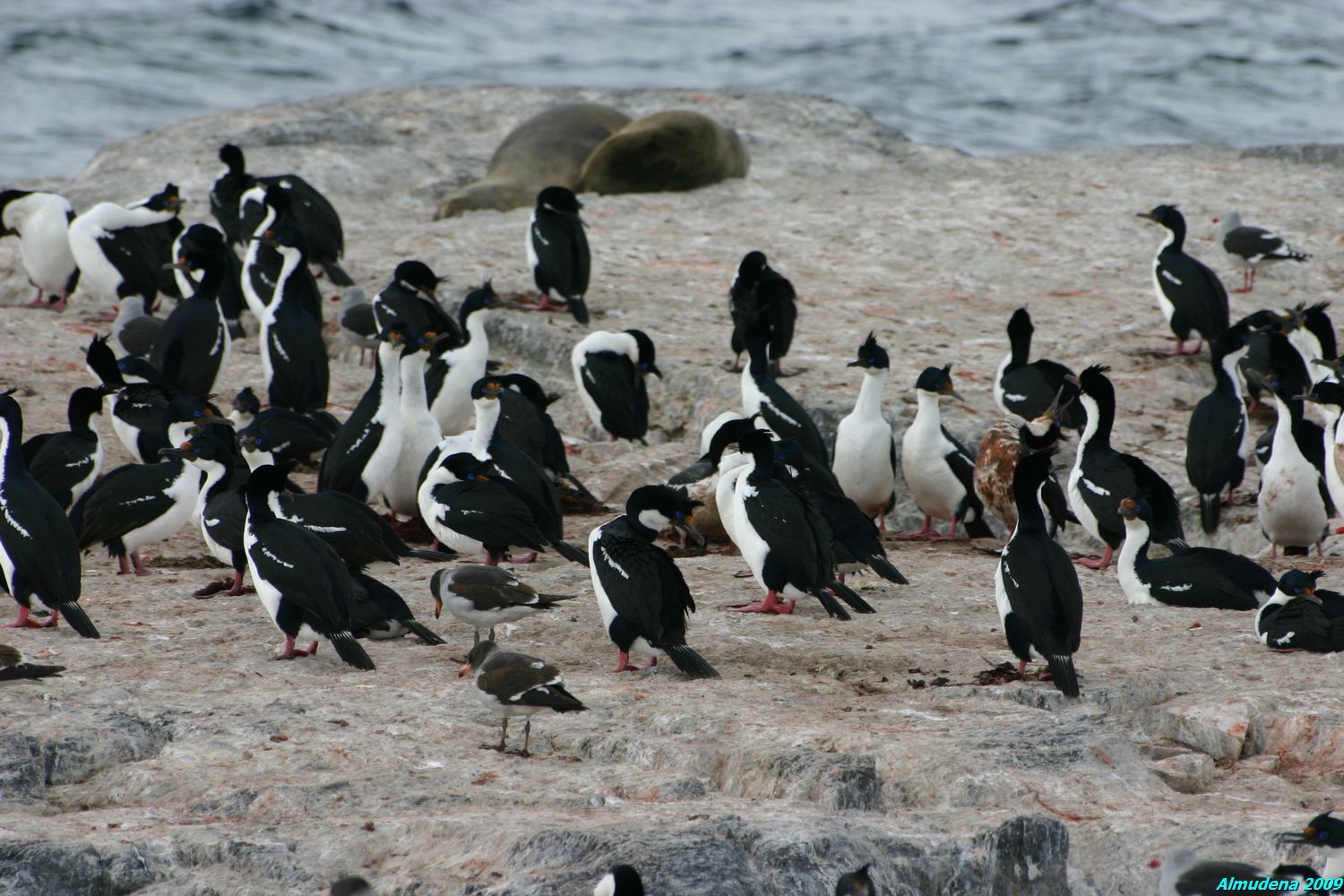 Isla de los Pájaros, por Almudena
