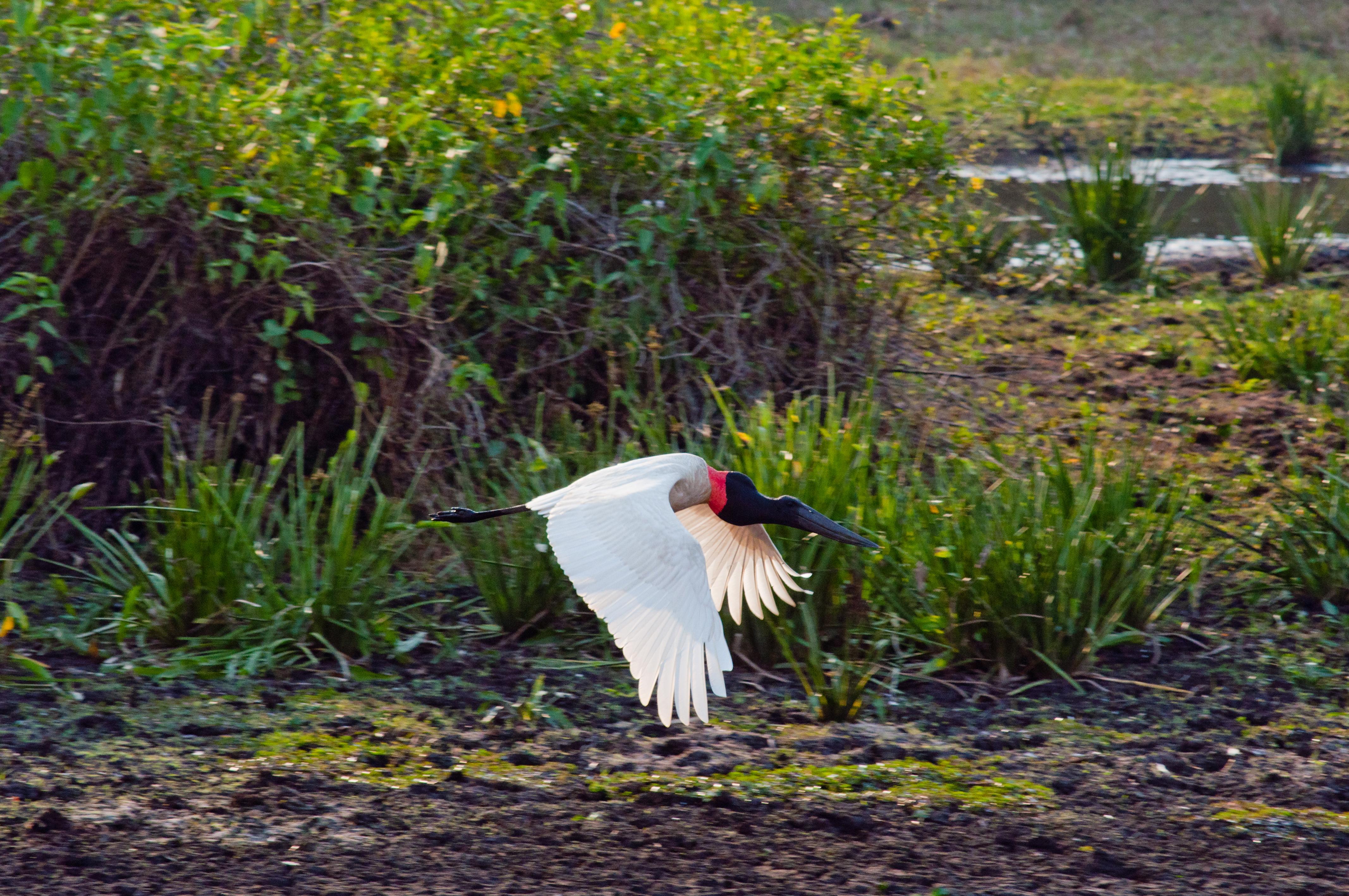 Miranda, Pantanal, por Wagner Garcia