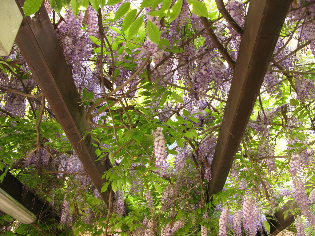 Jardín de Ca' Rezzonico, por Susanna