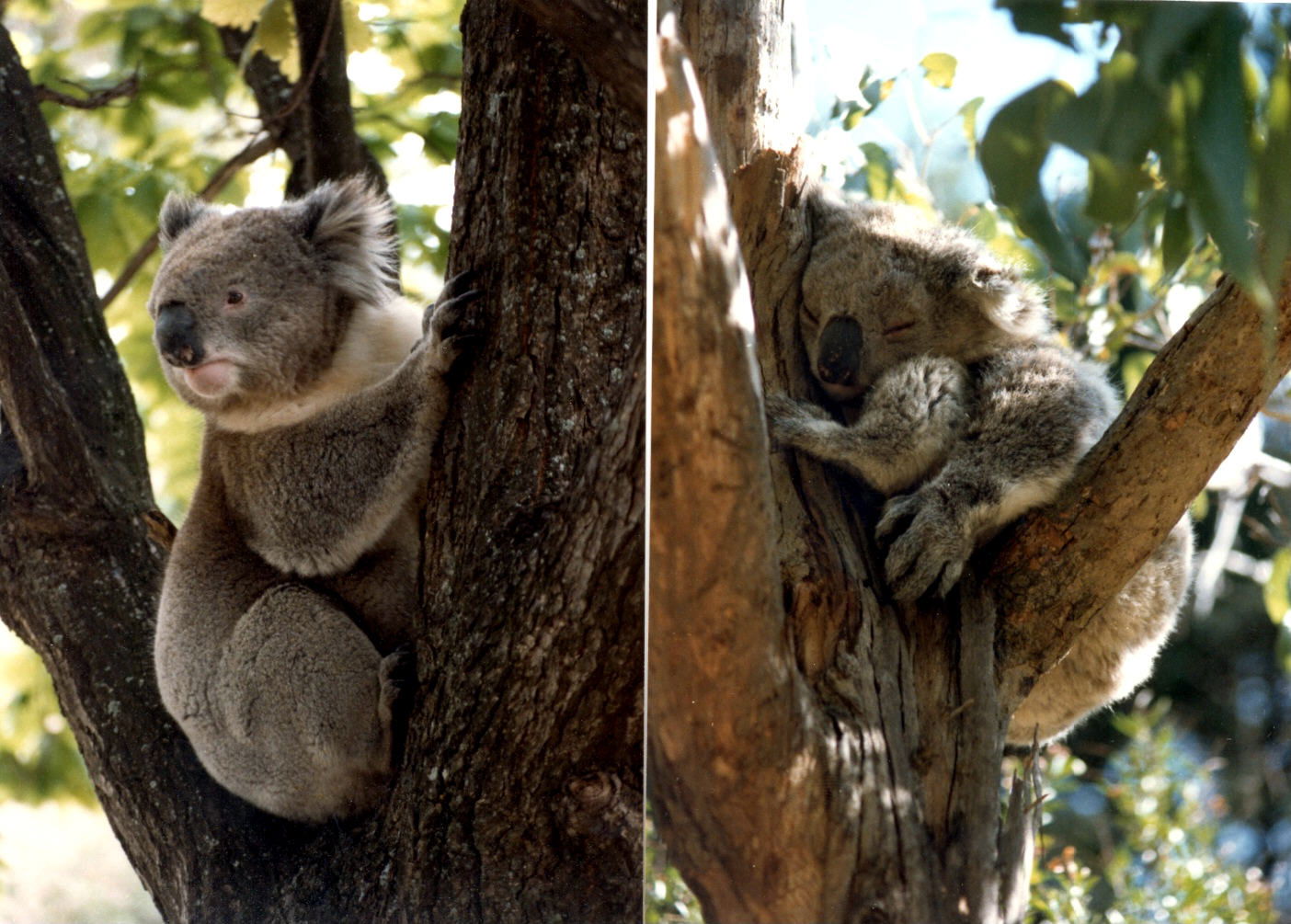 Koala park, por Héctor mibauldeblogs.com