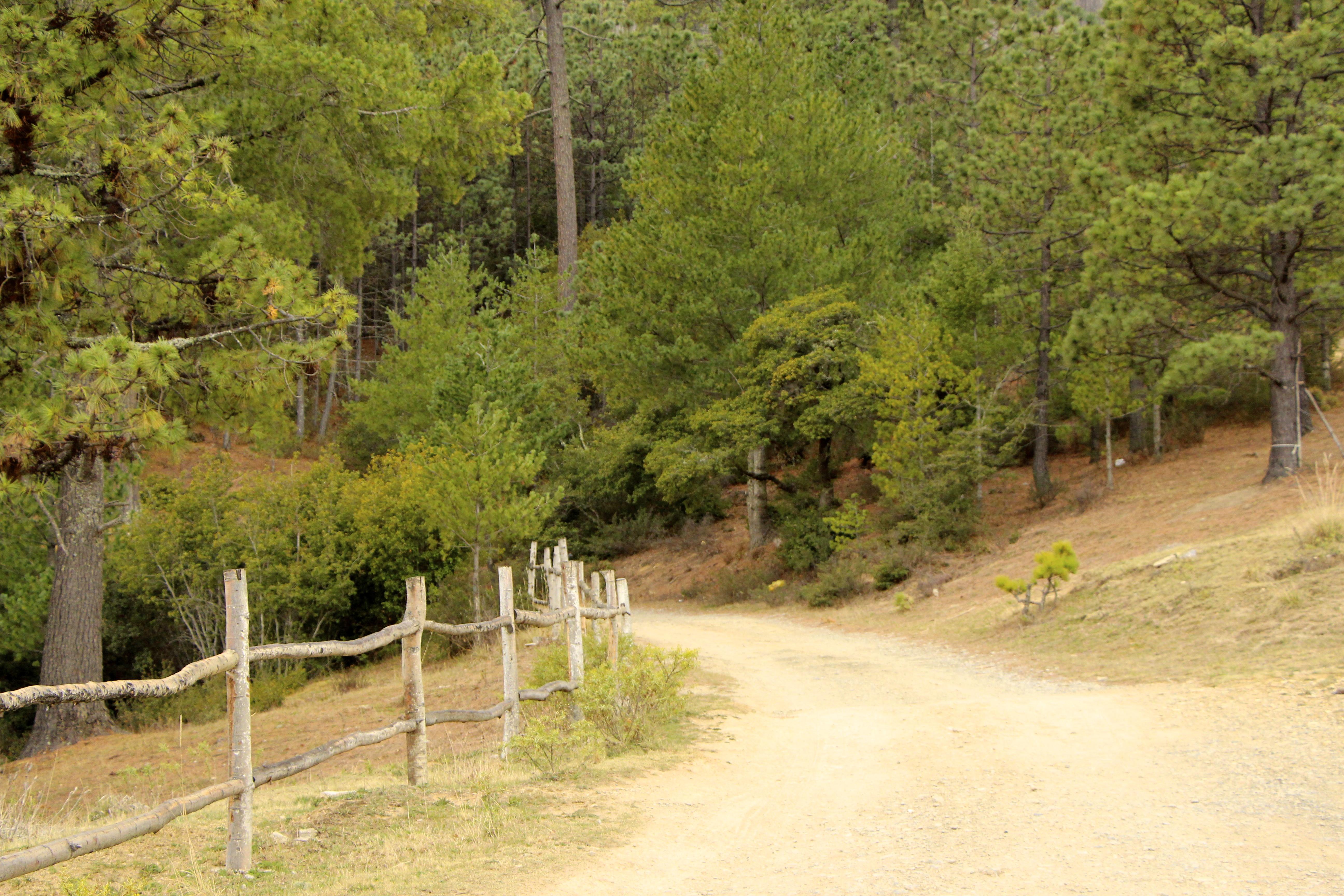 Sierra de Arteaga, por Diana Patricia Montemayor Flores