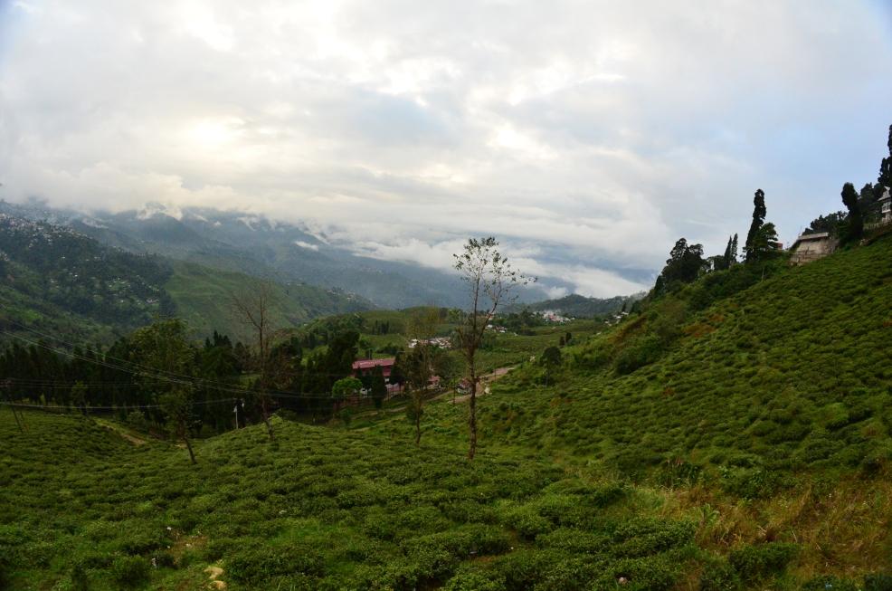 Happy Valley Tea Estate, Darjeeling, por Angelo Zinna