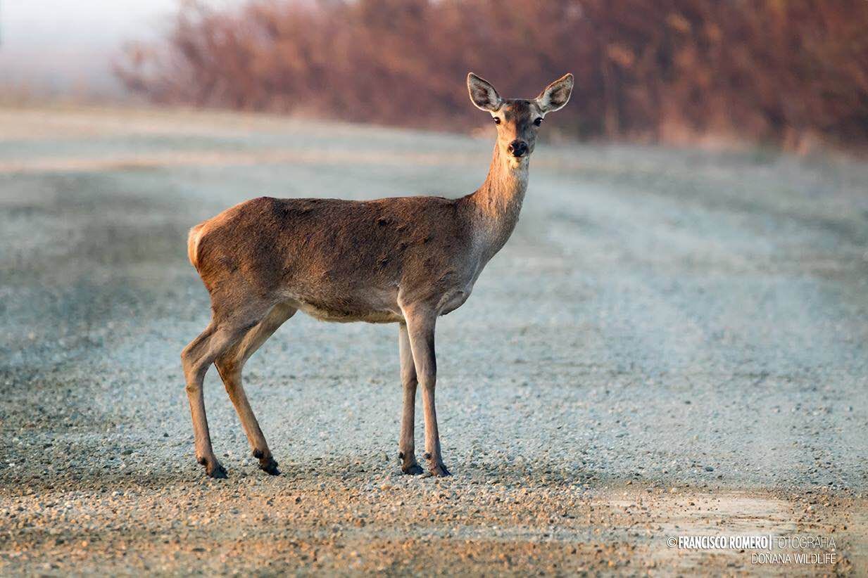 Doñana Reservas y visitas, por Francisco Romero Caceres