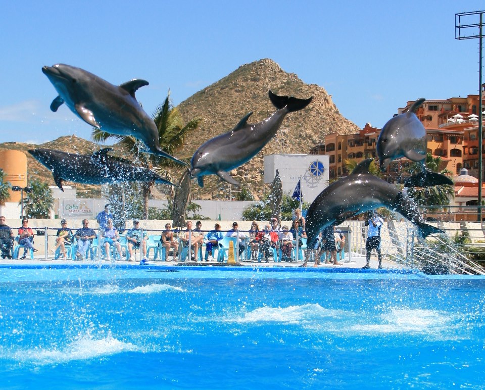 Cabo Dolphins, por Chaimae