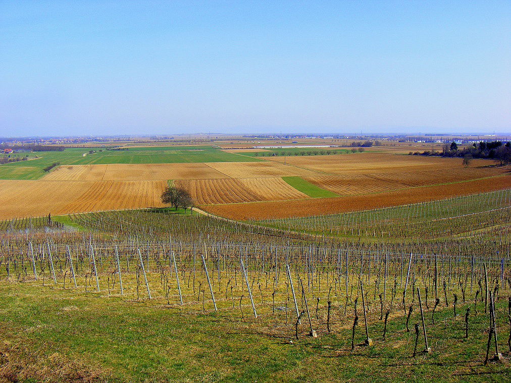 Rosheim, por Grégoire Sieuw