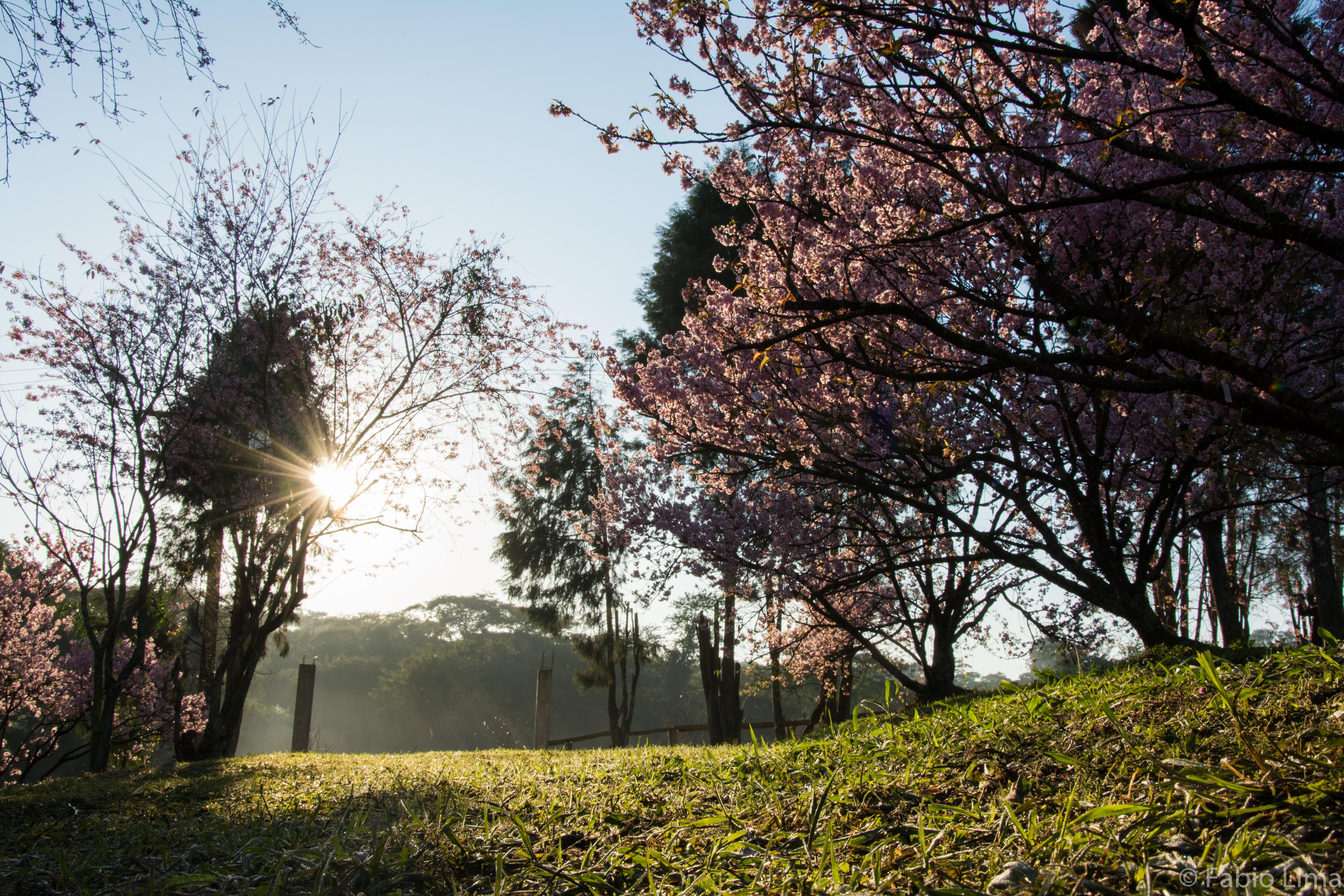 Parque Do Carmo, por Fabio Silva Lima