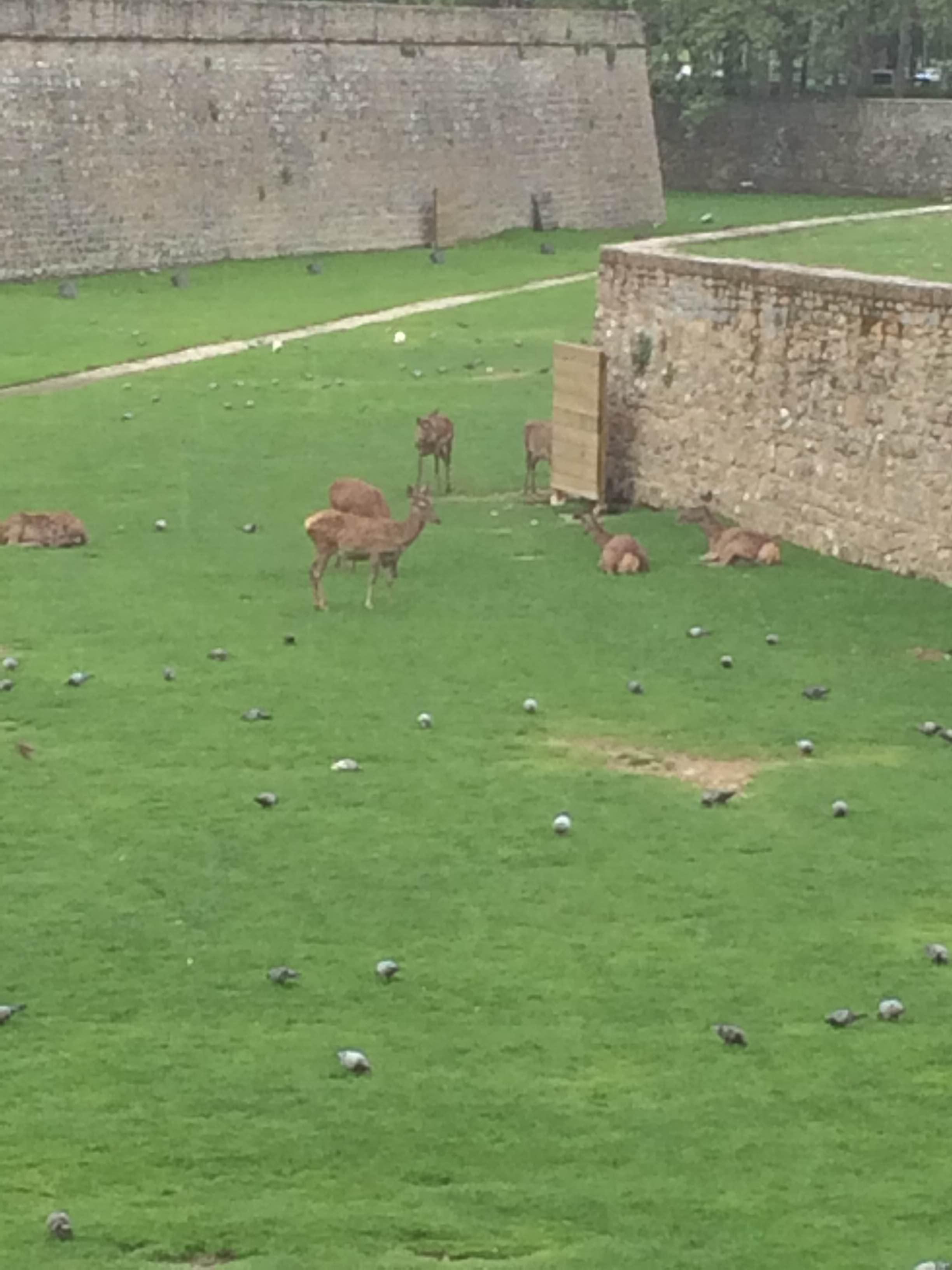 La Muralla de Pamplona, por Manuel Castañón