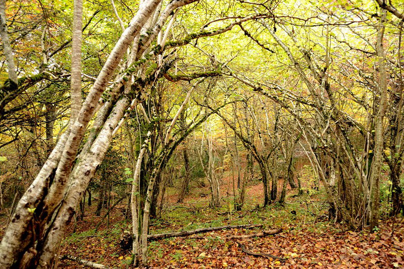 Parque Natural de los Volcanes de Auvergne, por emilie 