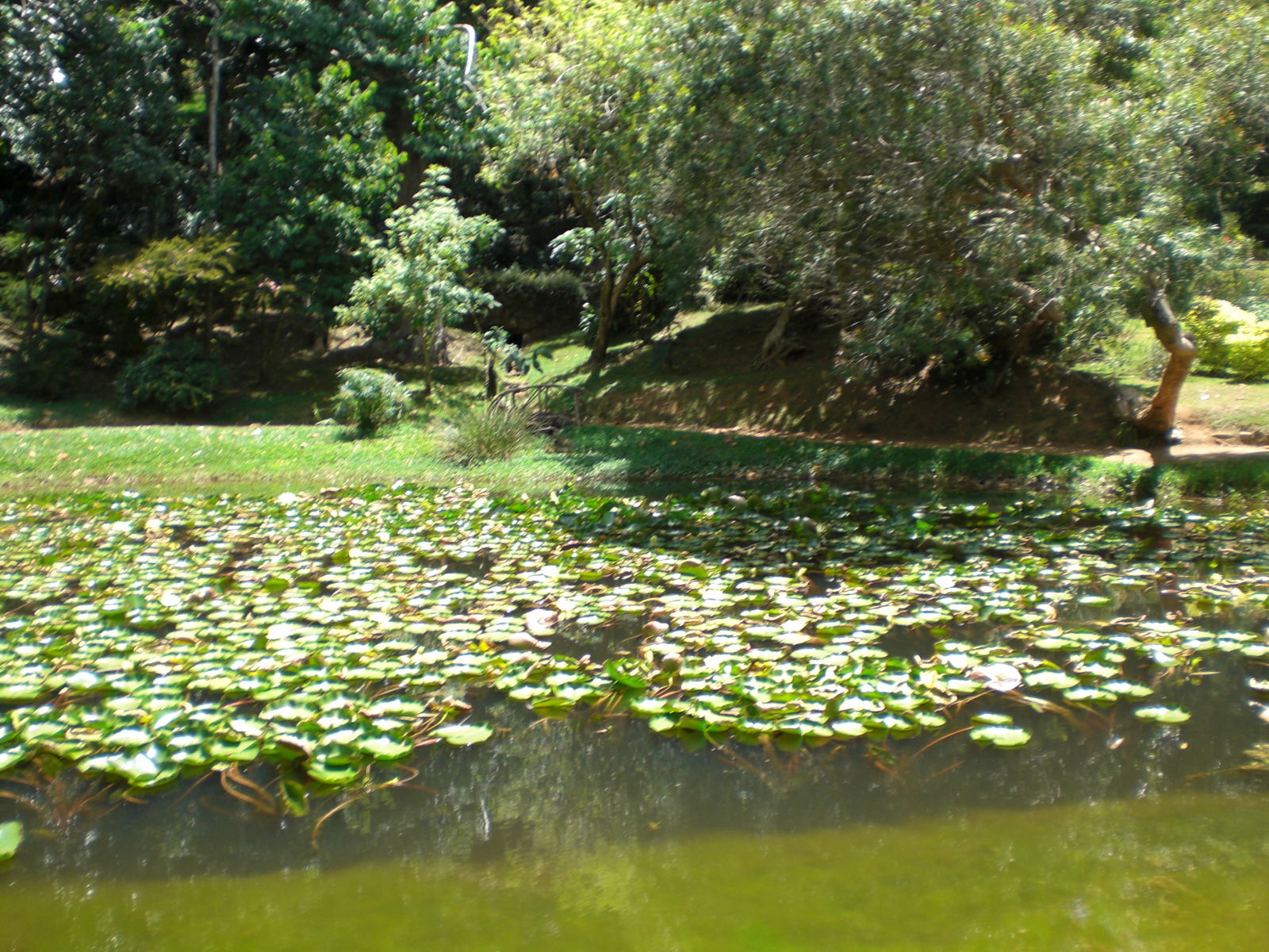 Lago de Hakgala, por paulinette