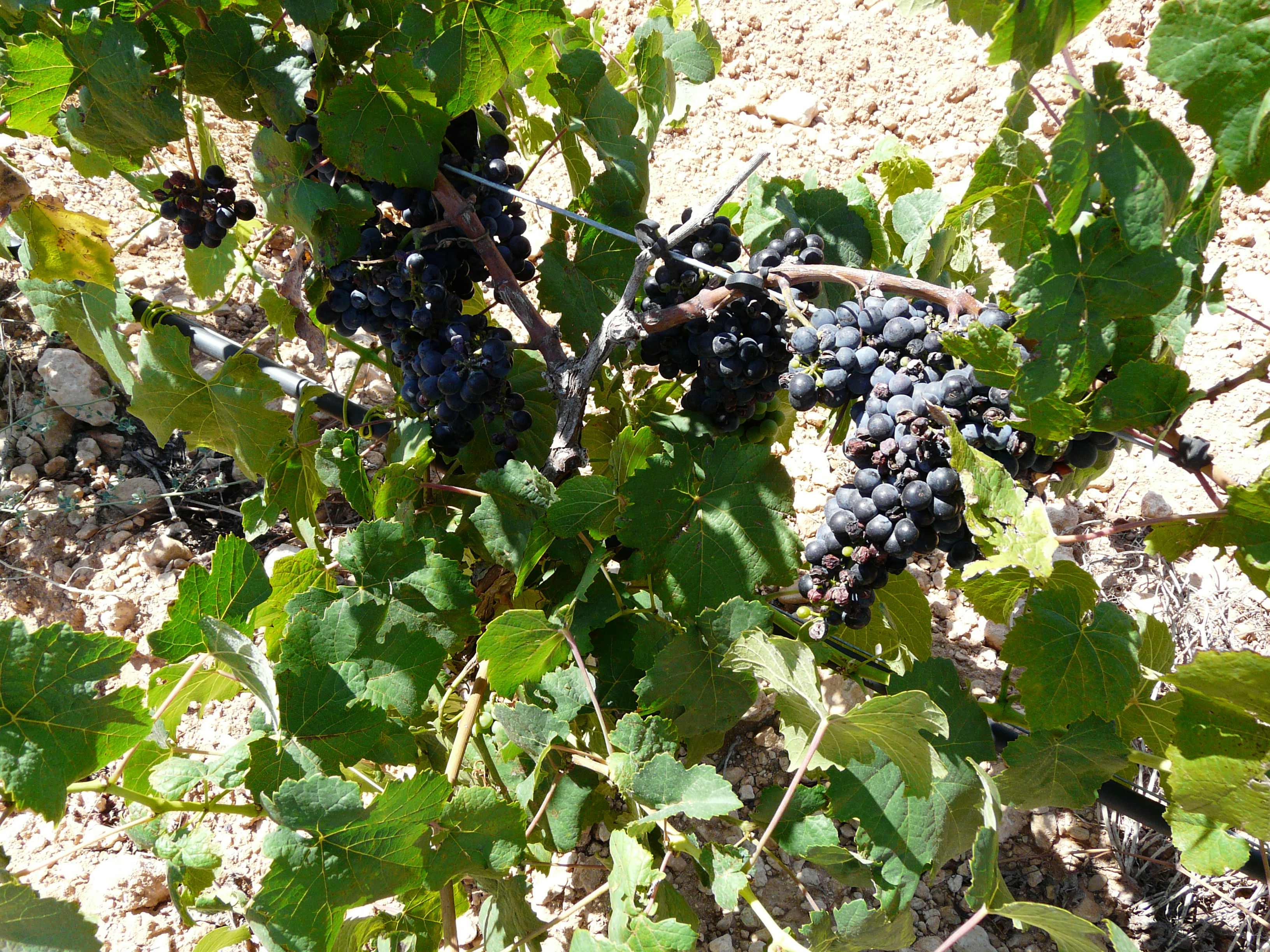 Bodega Finca Casa Alarcón, por Pedro Jareño