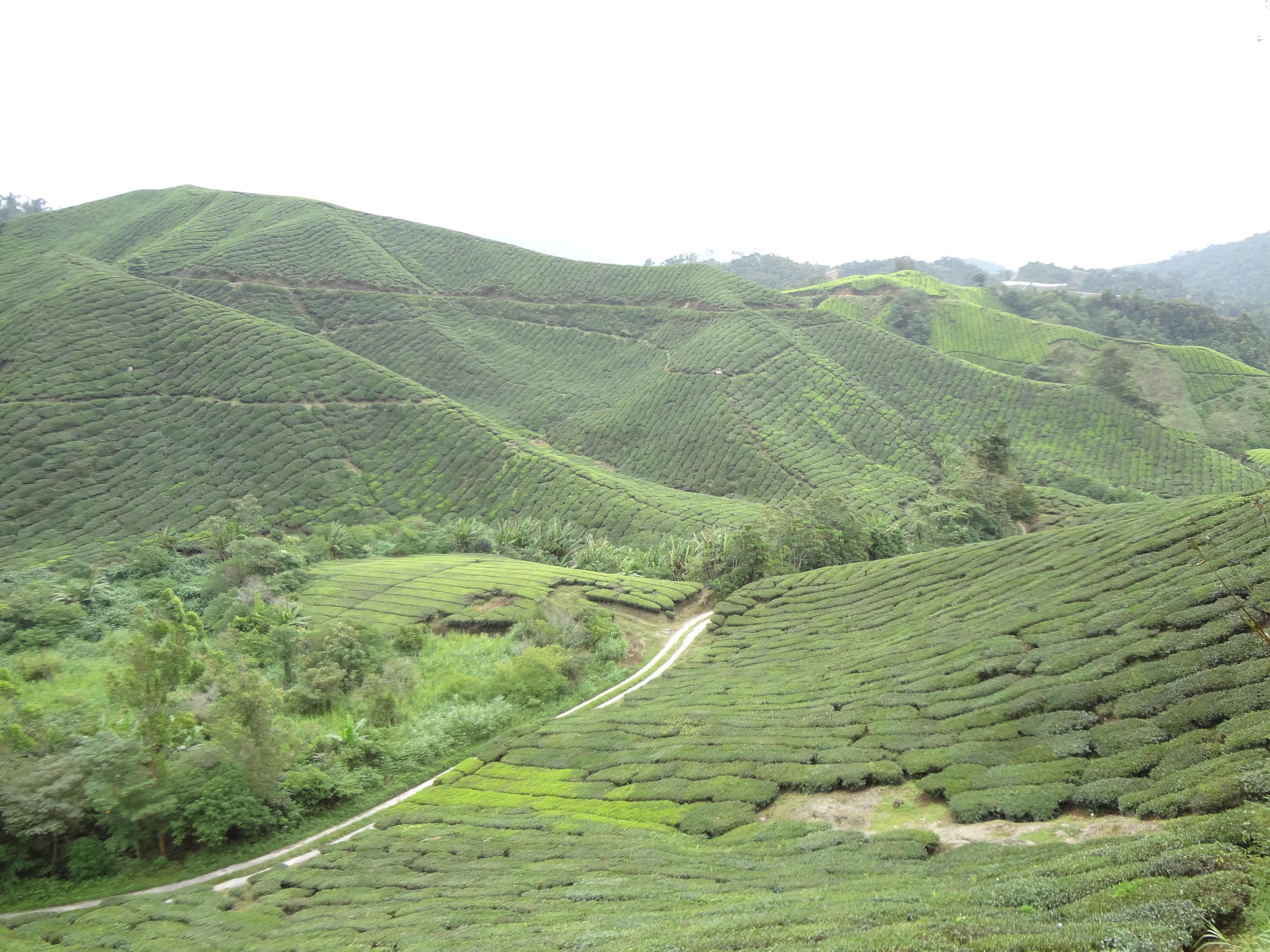 Plantaciones de té Boh, por Coline