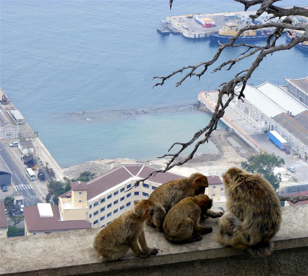 Le scimmie di Gibilterra a Gibilterra: 16 opinioni e 85 foto
