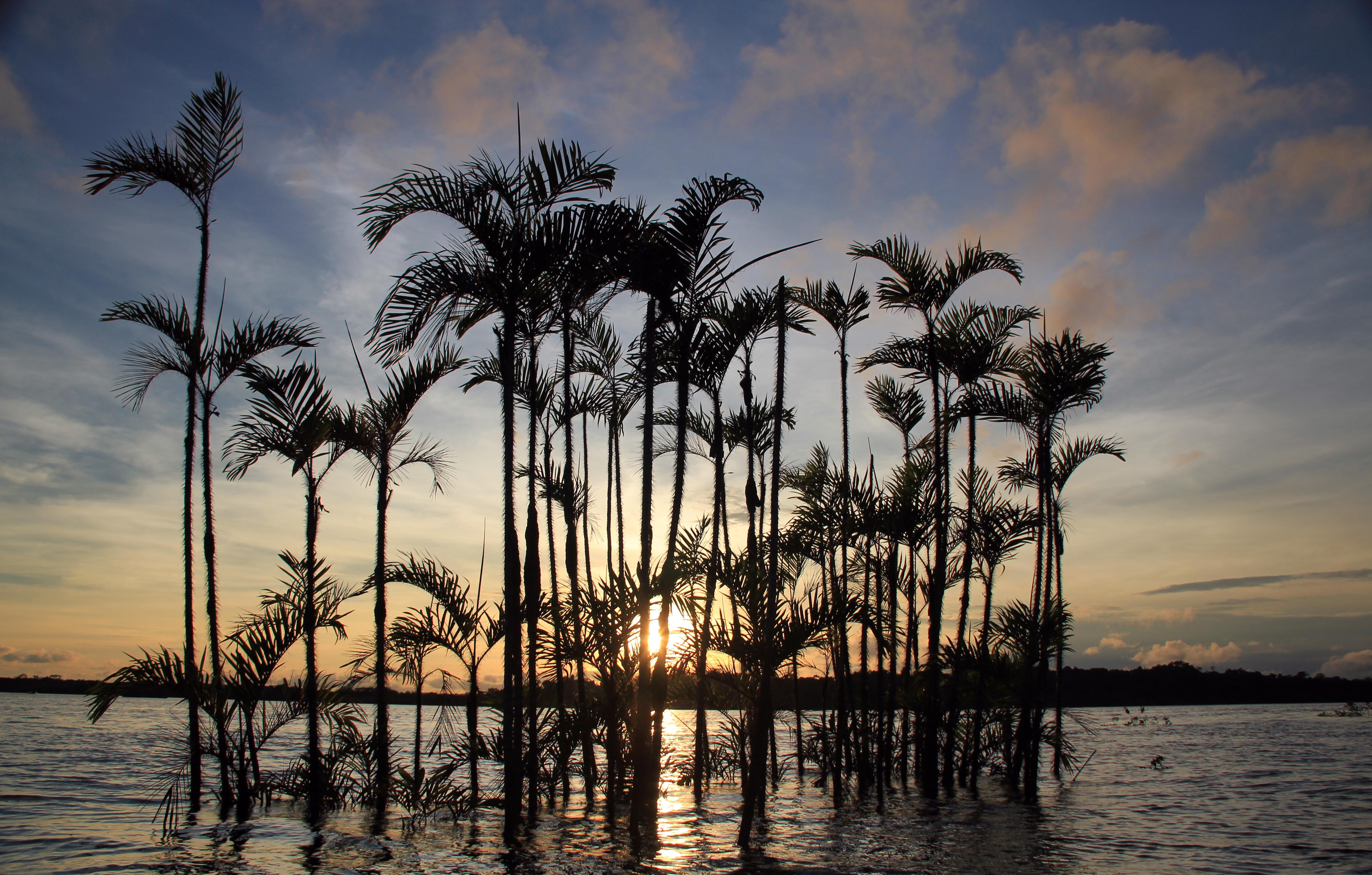 Parque Nacional Cuyabeno, por Alexandra Males Reyes