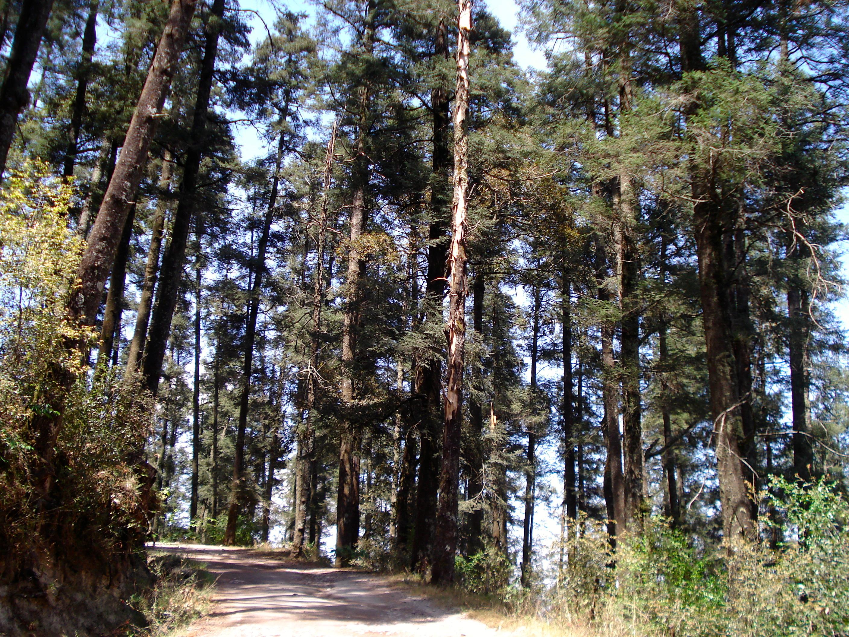 Parque Nacional El Chico, por Diana Patricia Montemayor Flores