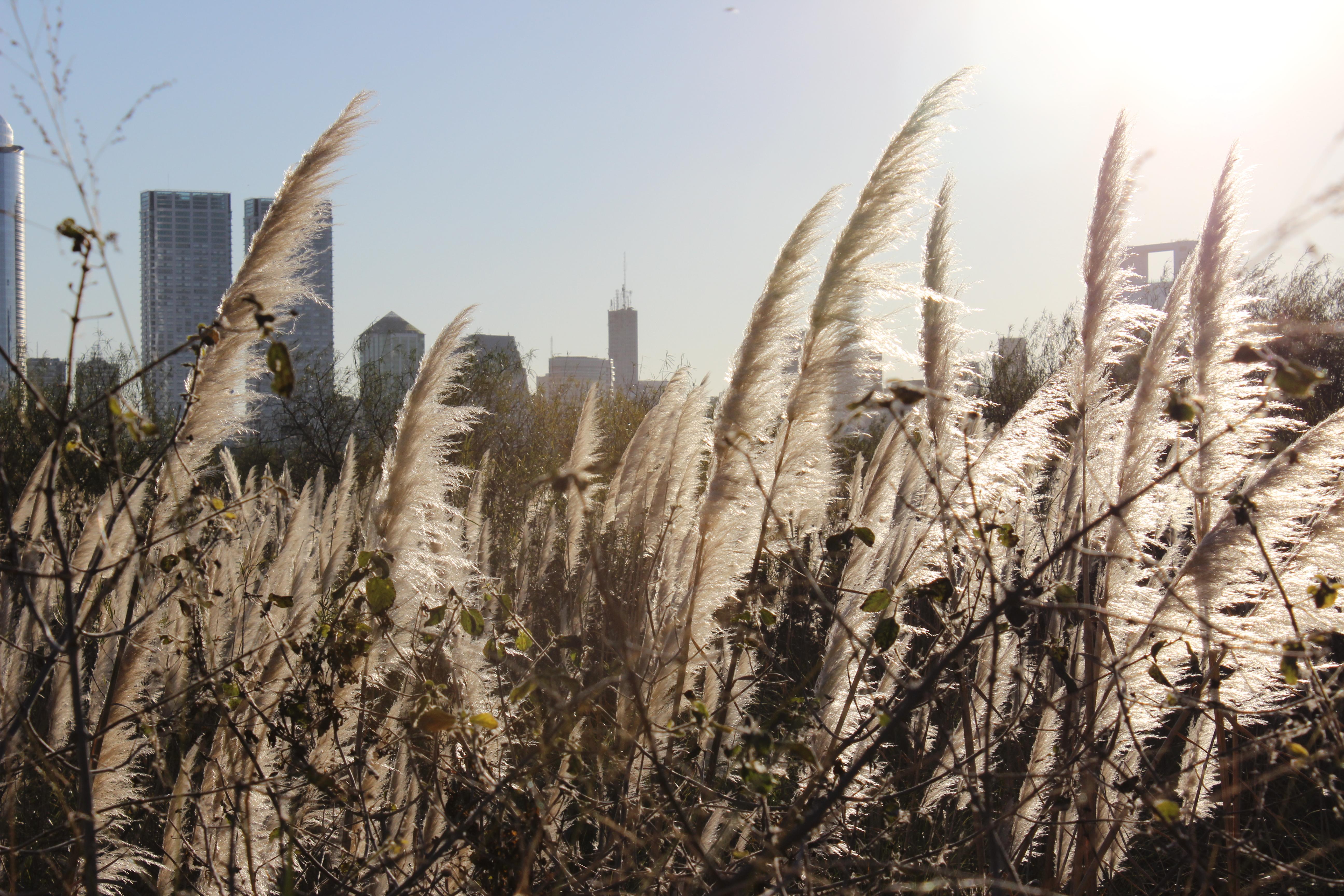 Reserva Ecológica Costanera Sur, por Mariana Adami