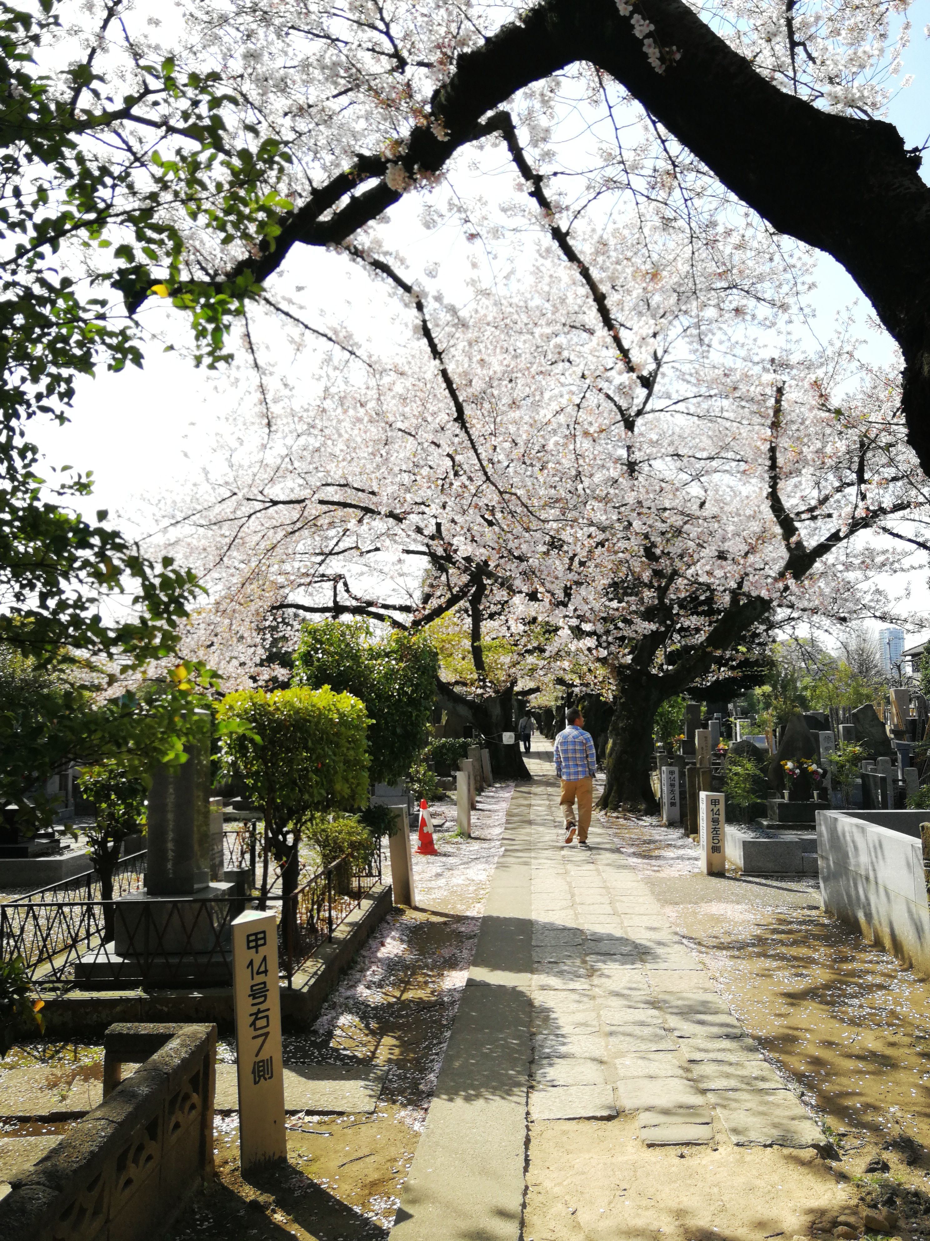 Cementerios en Tokyo un viaje por la historia y el recuerdo espiritual