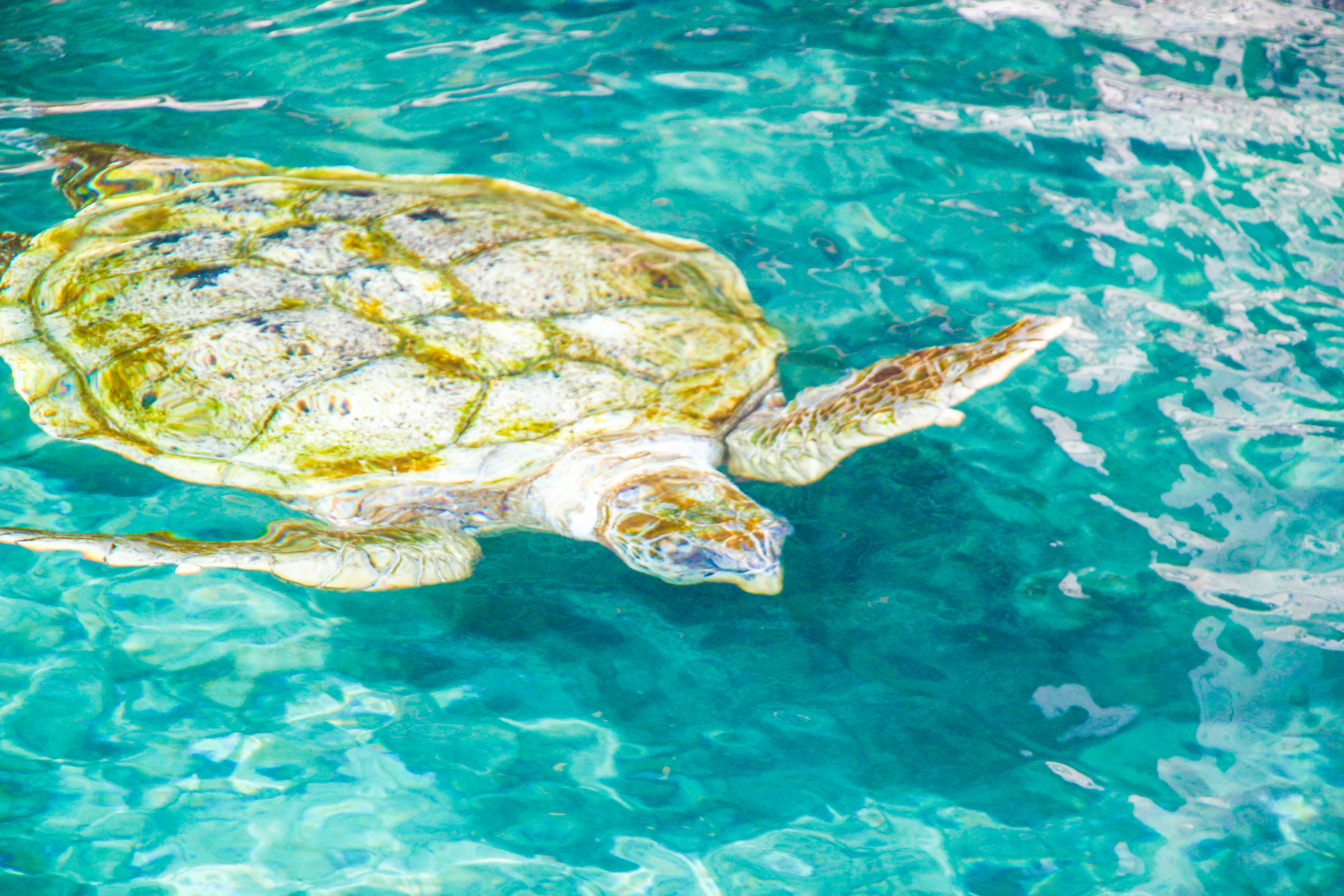 Tortugario de Xcaret, por Diana Patricia Montemayor Flores