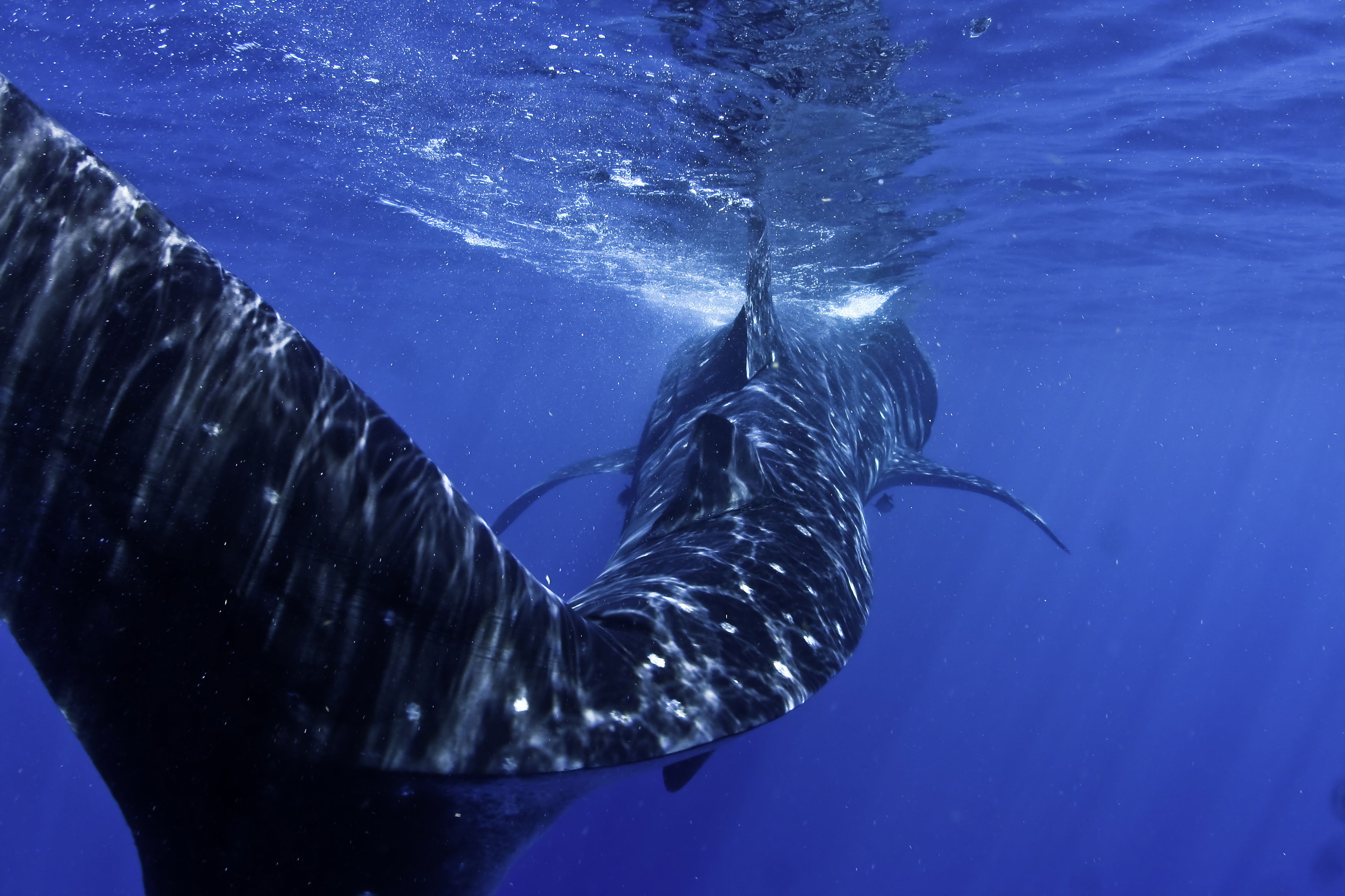 Whale Shark Natura, por Joel Iragorri