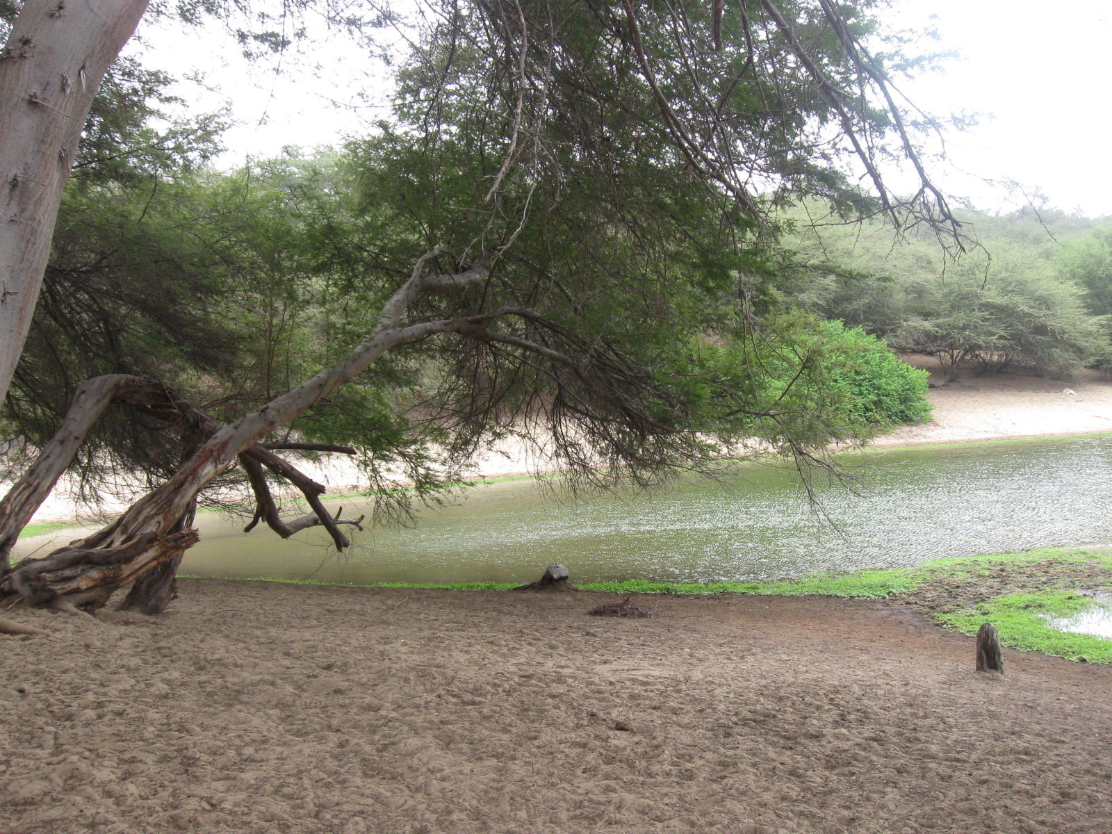 Bosque seco ecuatorial de Cañoncillo, por Pacasmayo Travel
