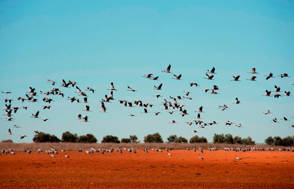 Reserva Natural Complejo Lagunar de Manjavacas, por Oficina de Infomacíon Turística de Mota del Cuervo