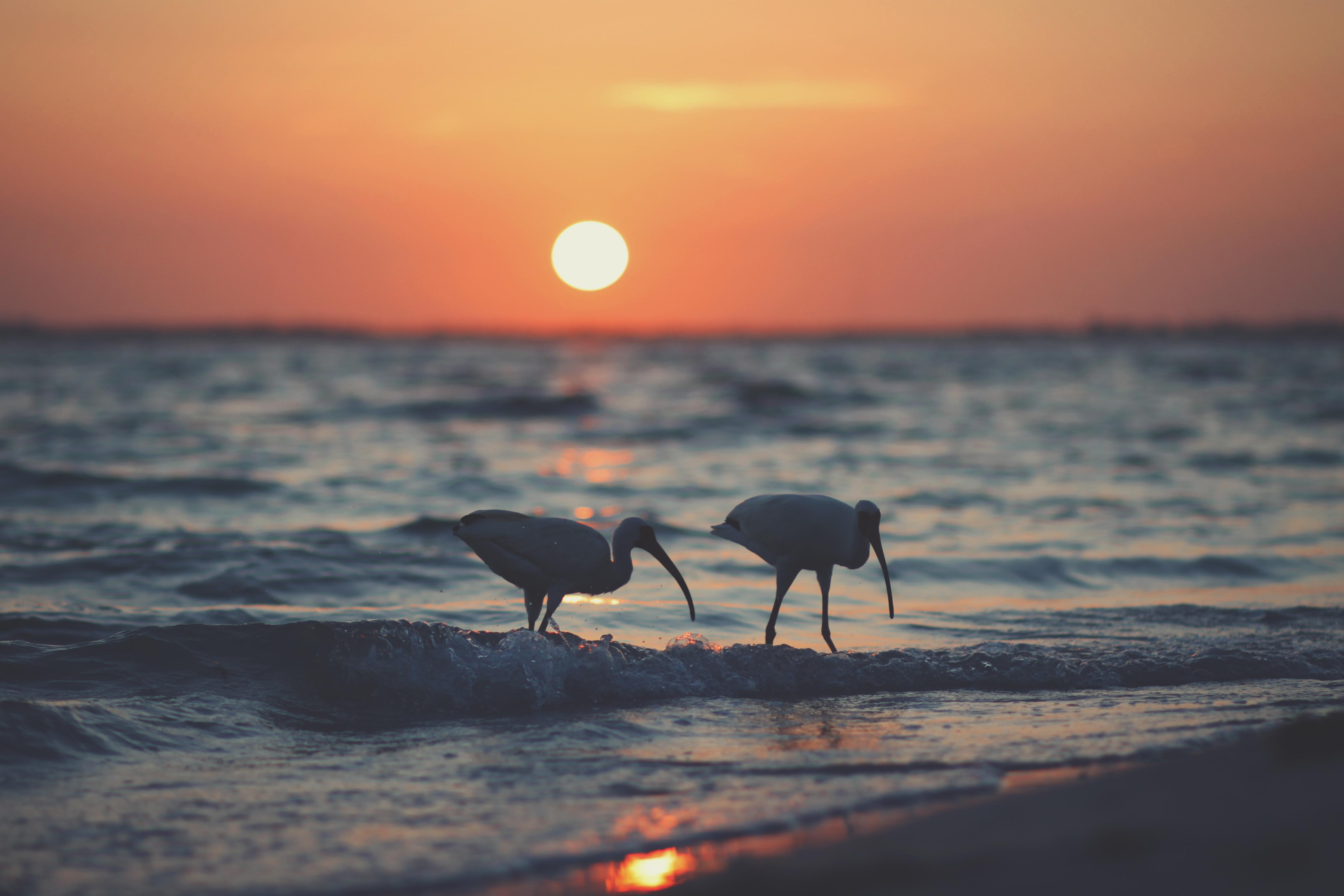 La playa del faro de la isla de Sanibel, por Francisco Villarroel