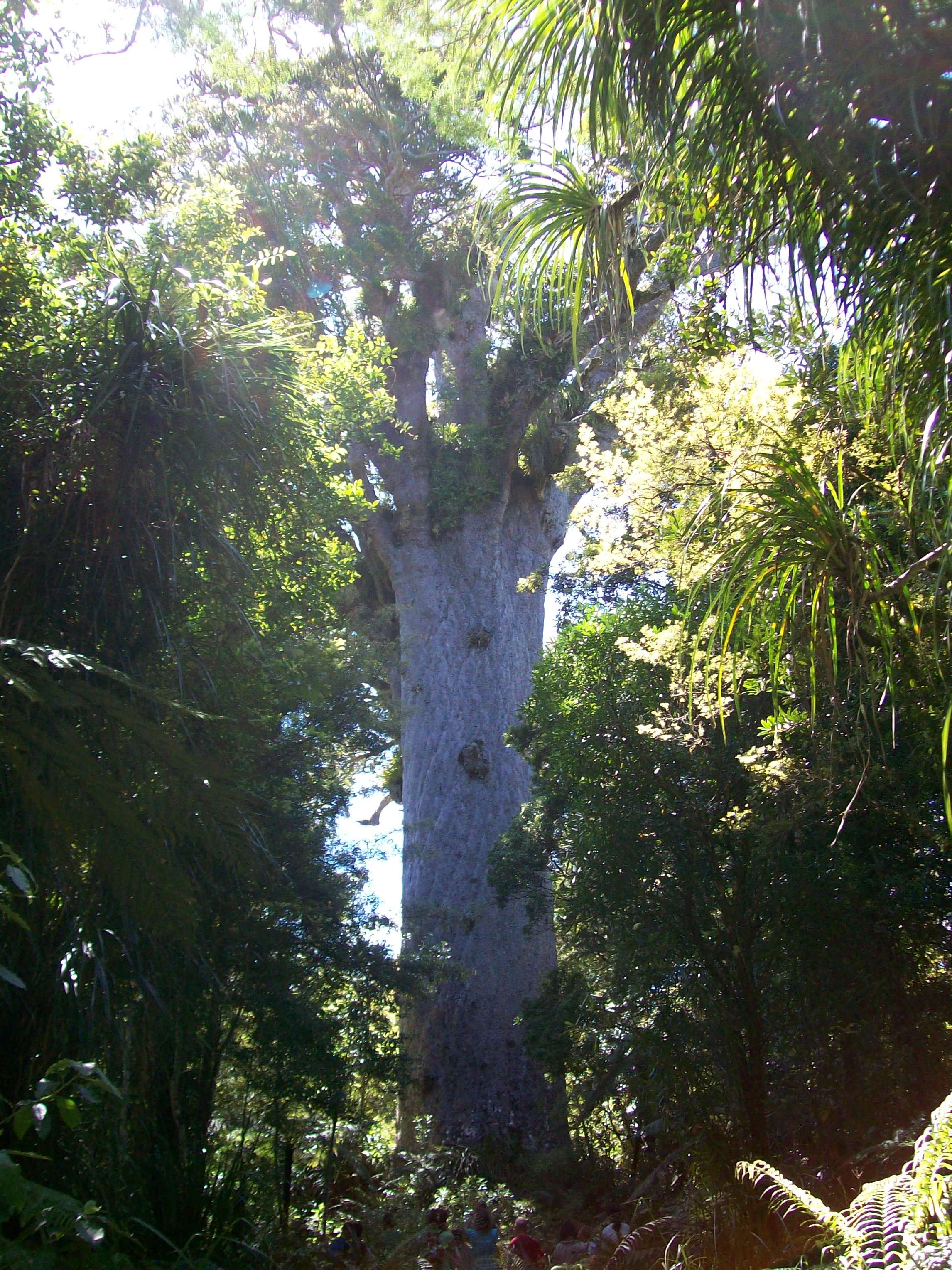 Tāne Mahuta, por Zombeni