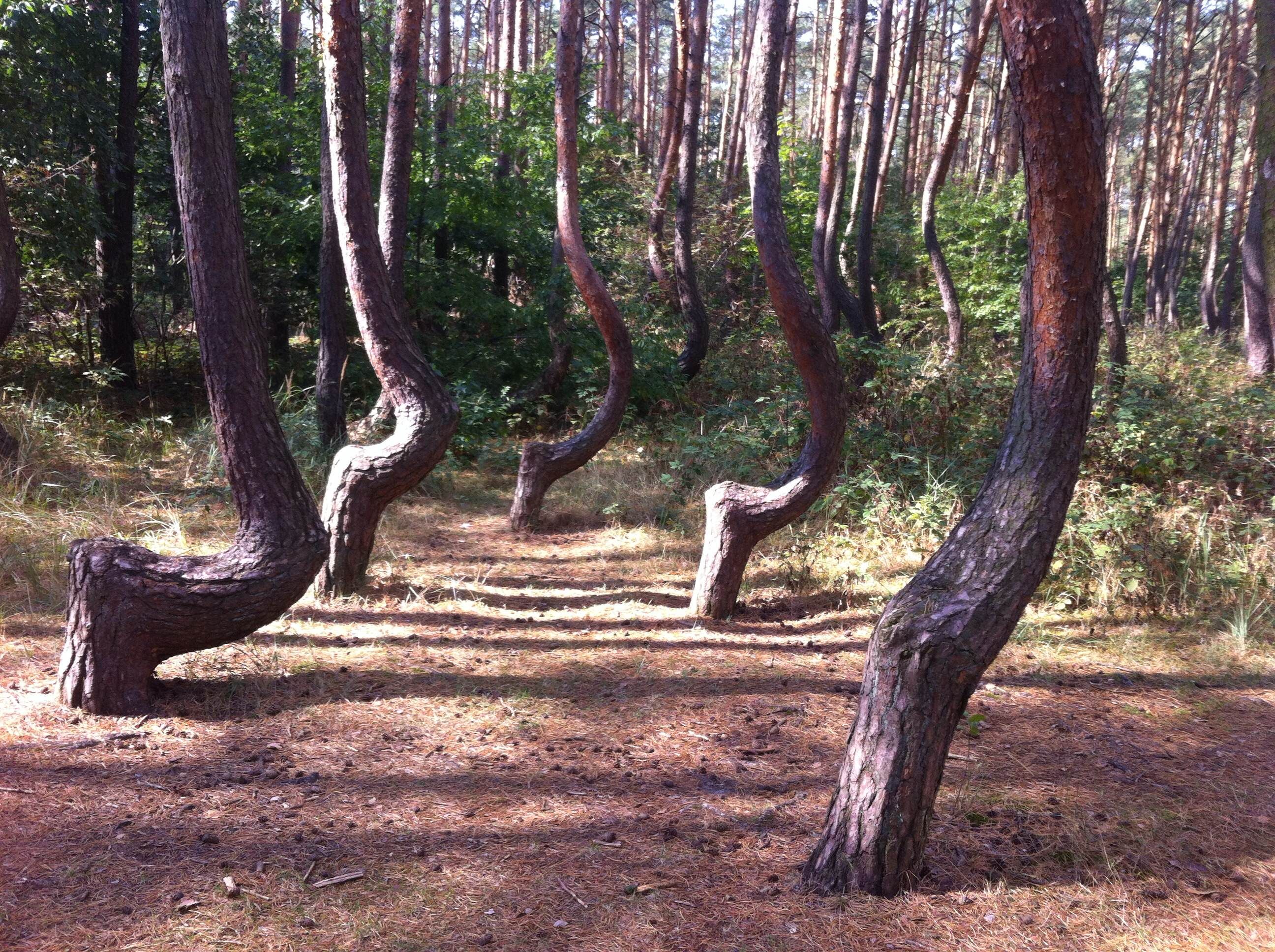 Pinos oblicuos en Gryfino, por Carlos Mass