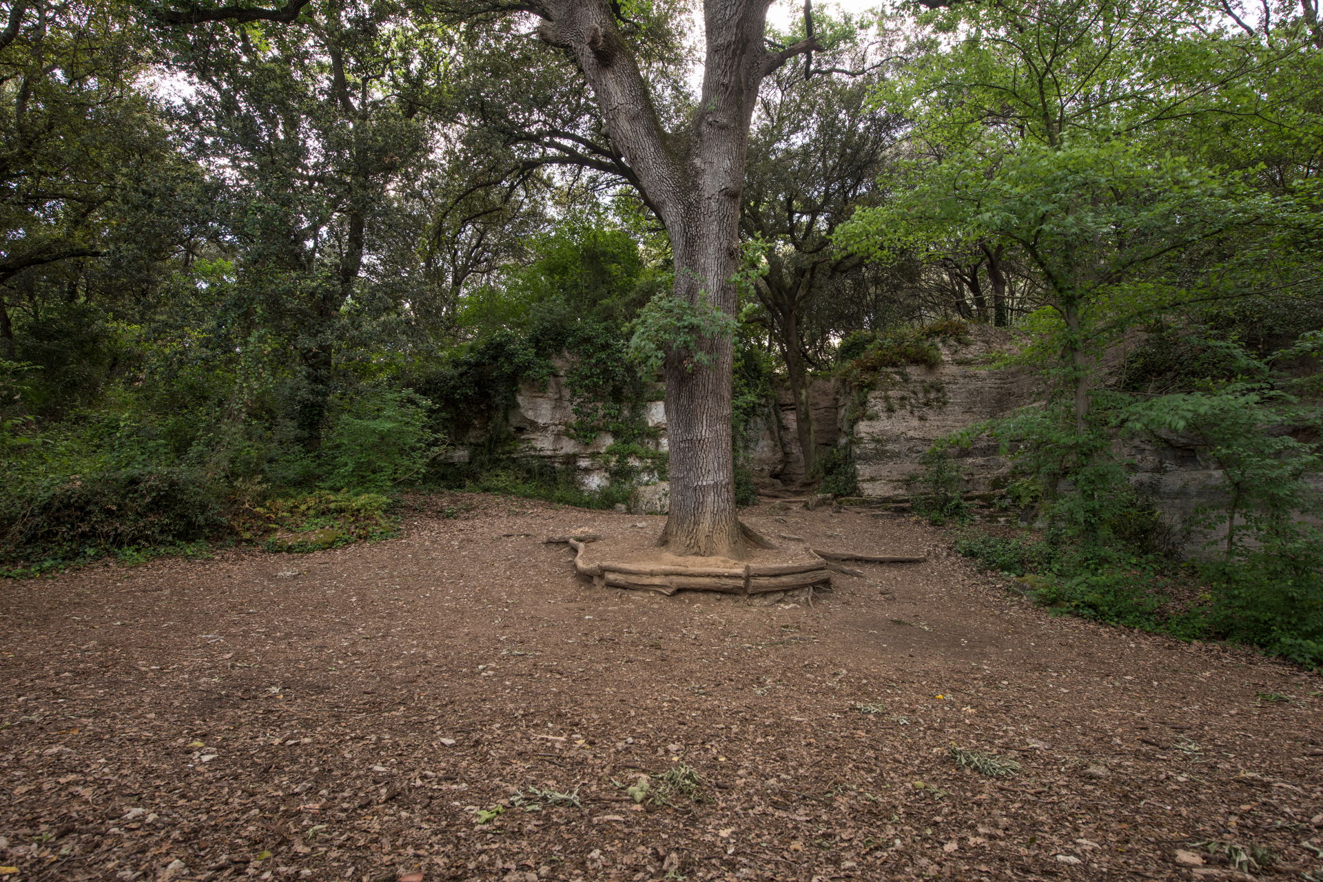 Bosque de les Estunes, por Julio Castro Pardo