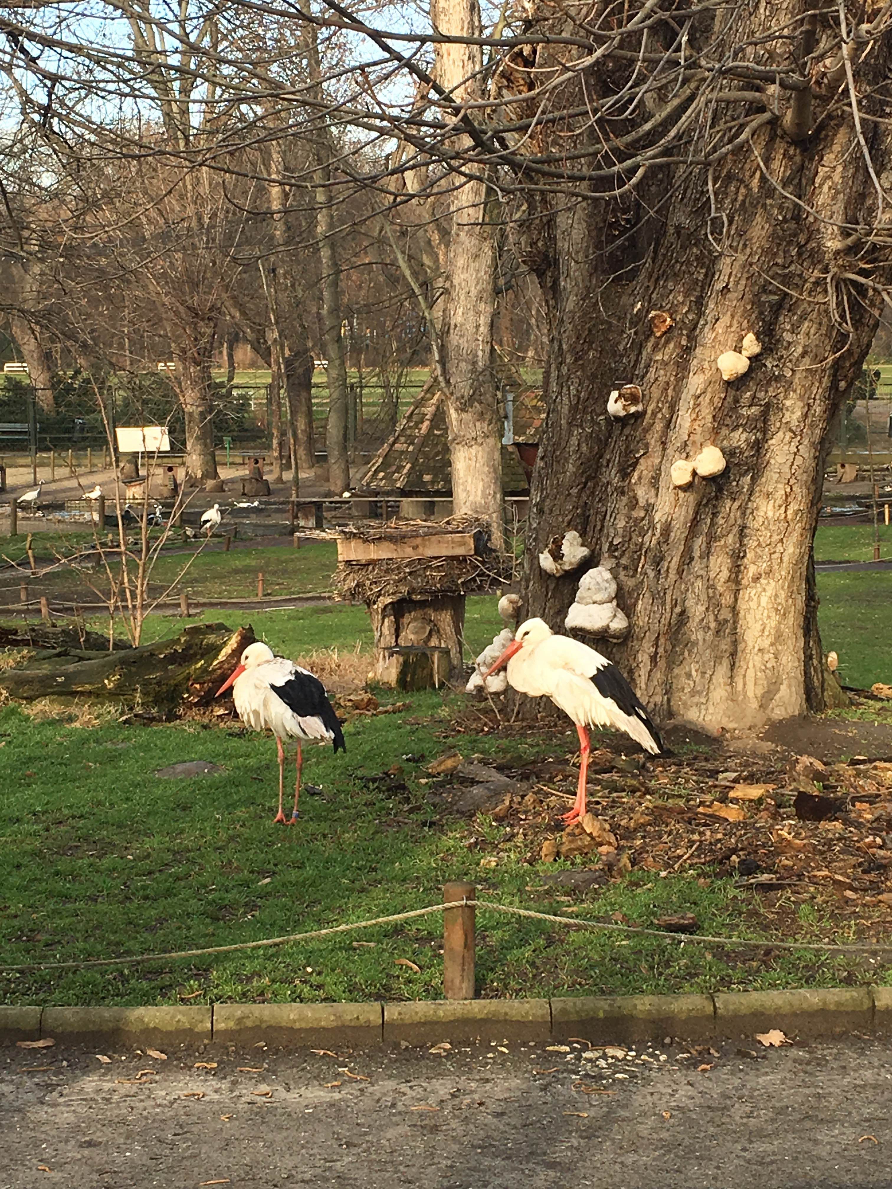 Zoologico de Budapest, por Marco Basili