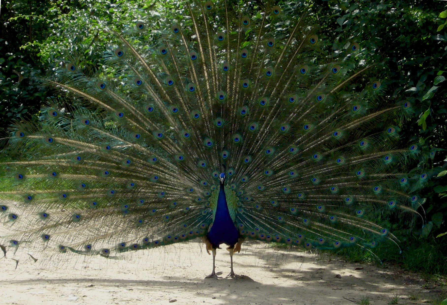 Isla de los Pavos Reales, por Maria