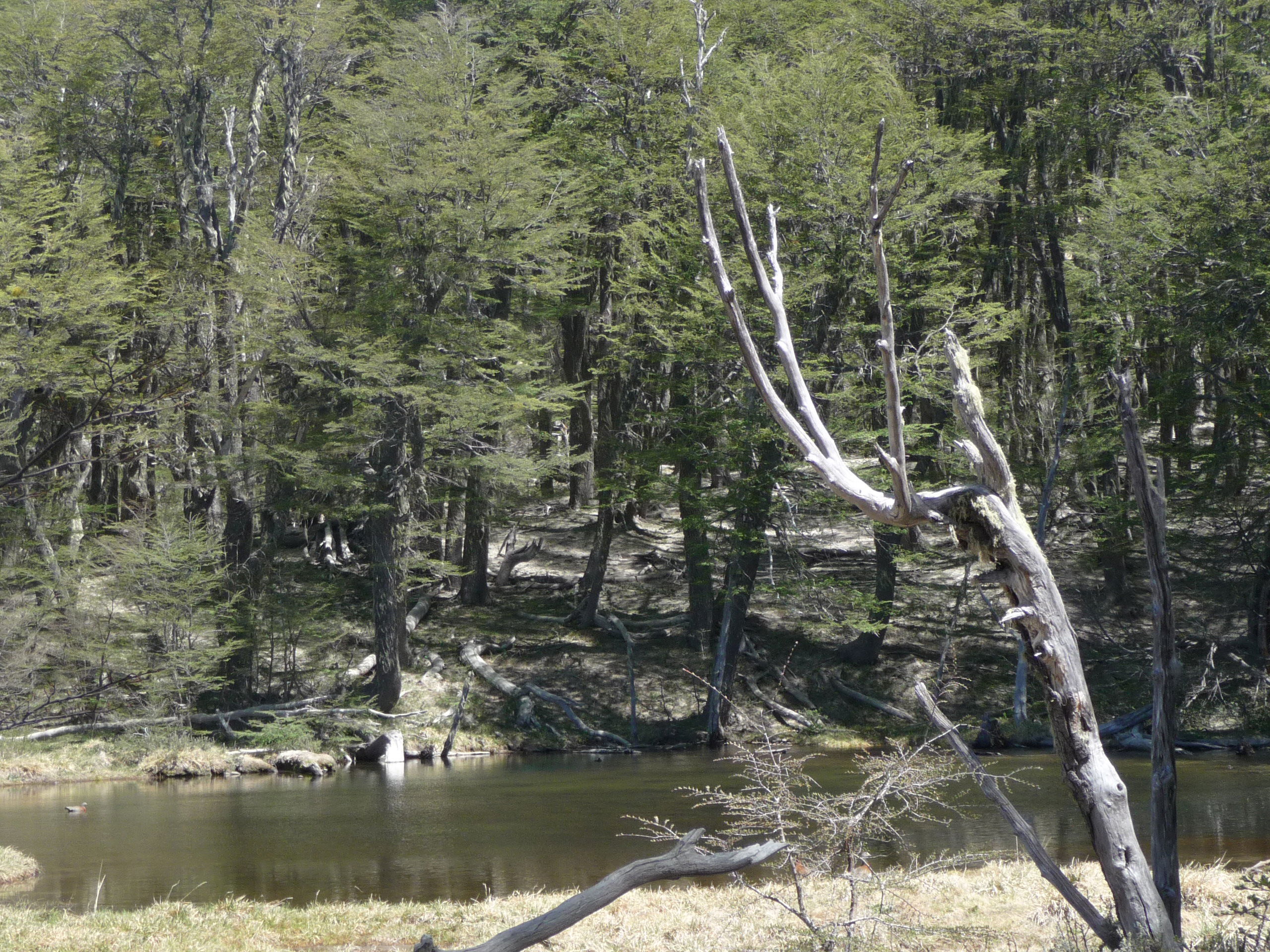 Laguna de los Patos, por Jessica Swiderski