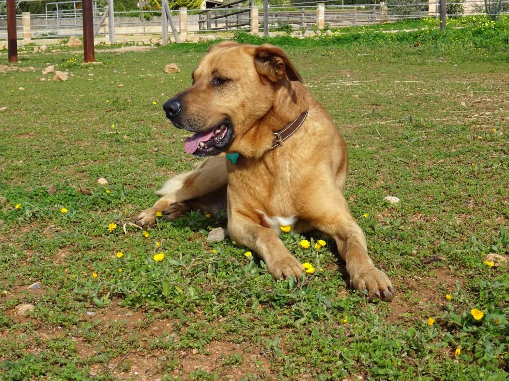 Hoteles que admiten perros en Mallorca