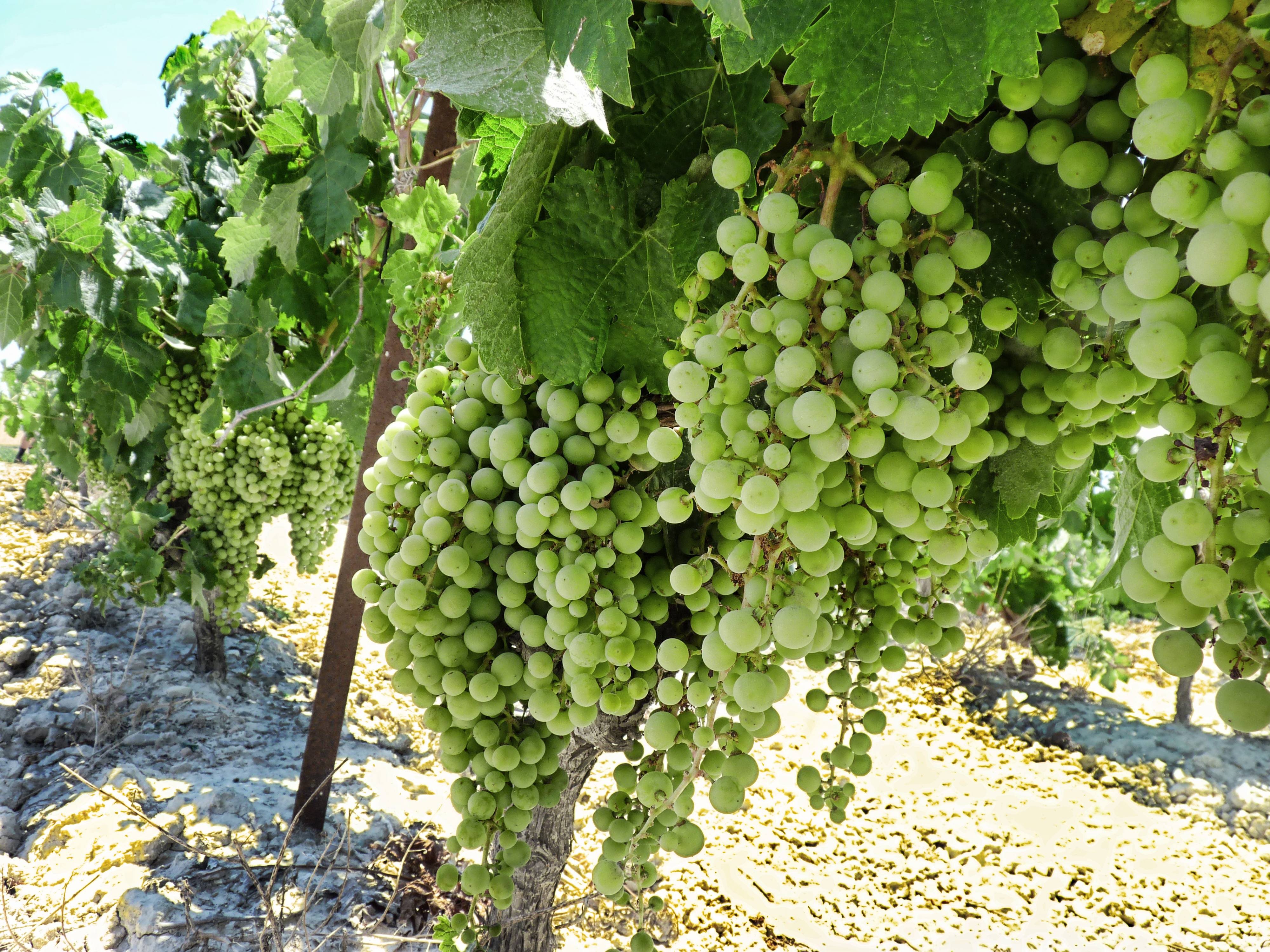 Viñas Jerezanas, por lauri_jerez