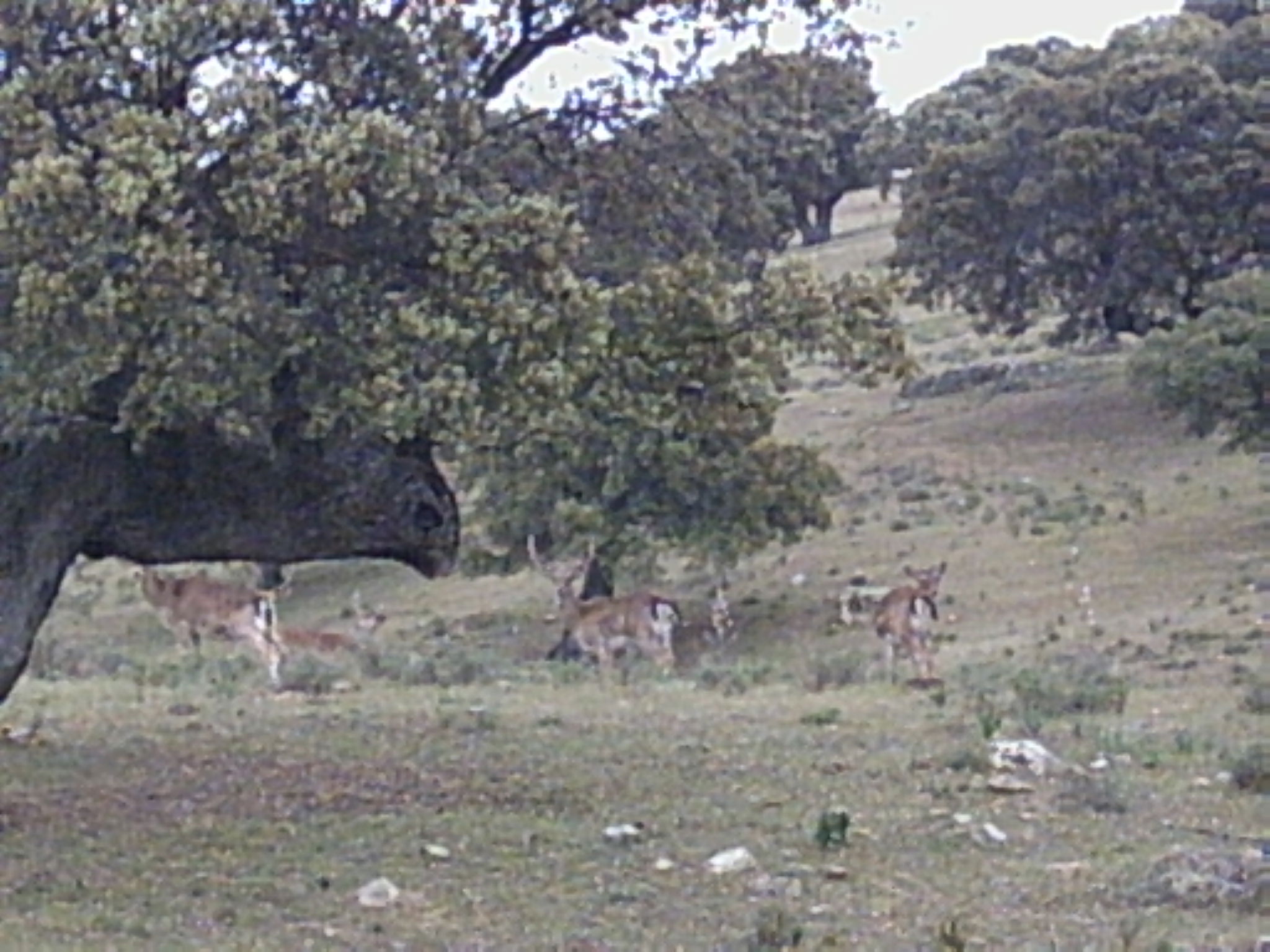 Finca cinegética, por Miskita