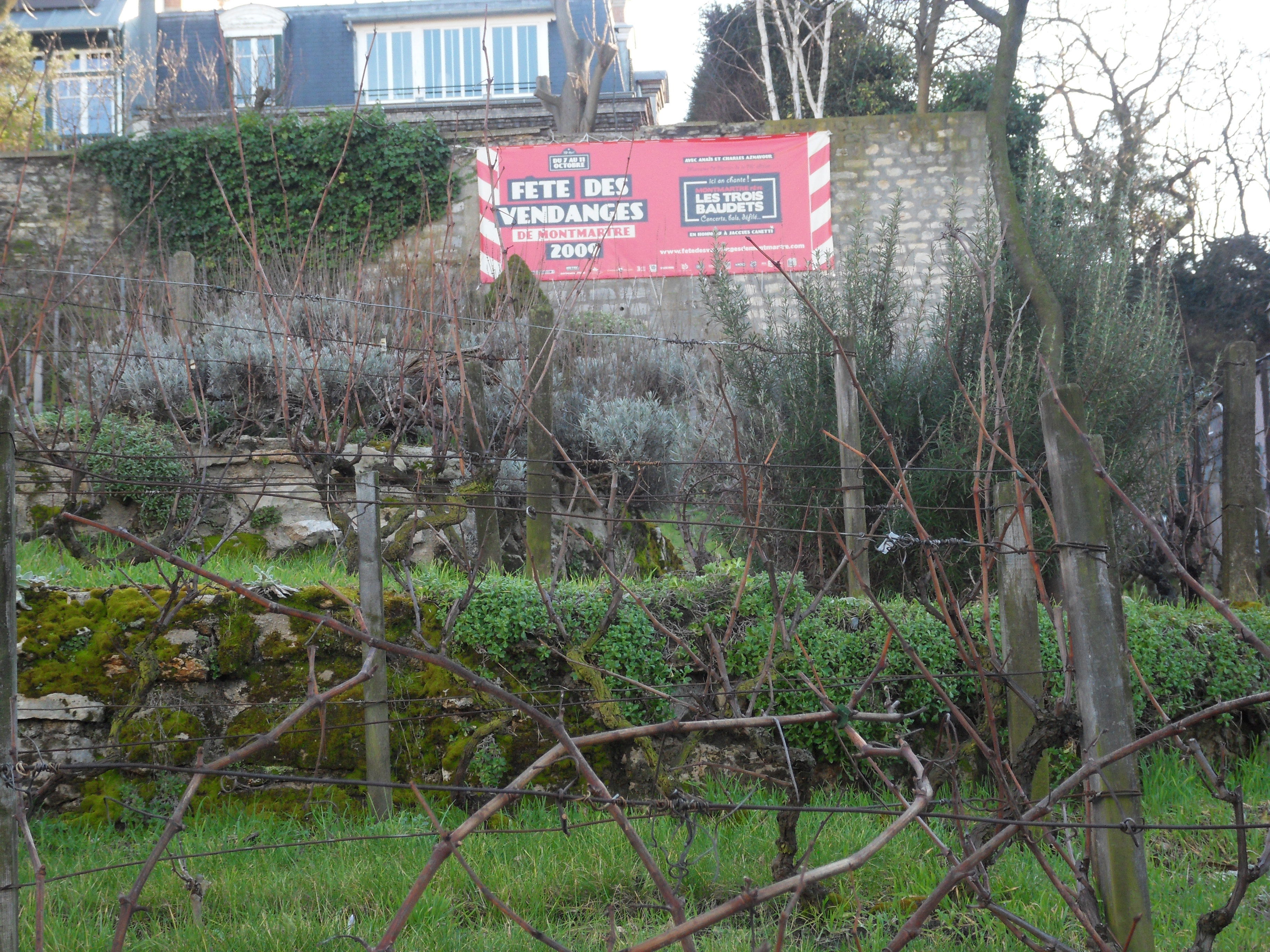 Vignes du Clos Montmartre, por Nina*