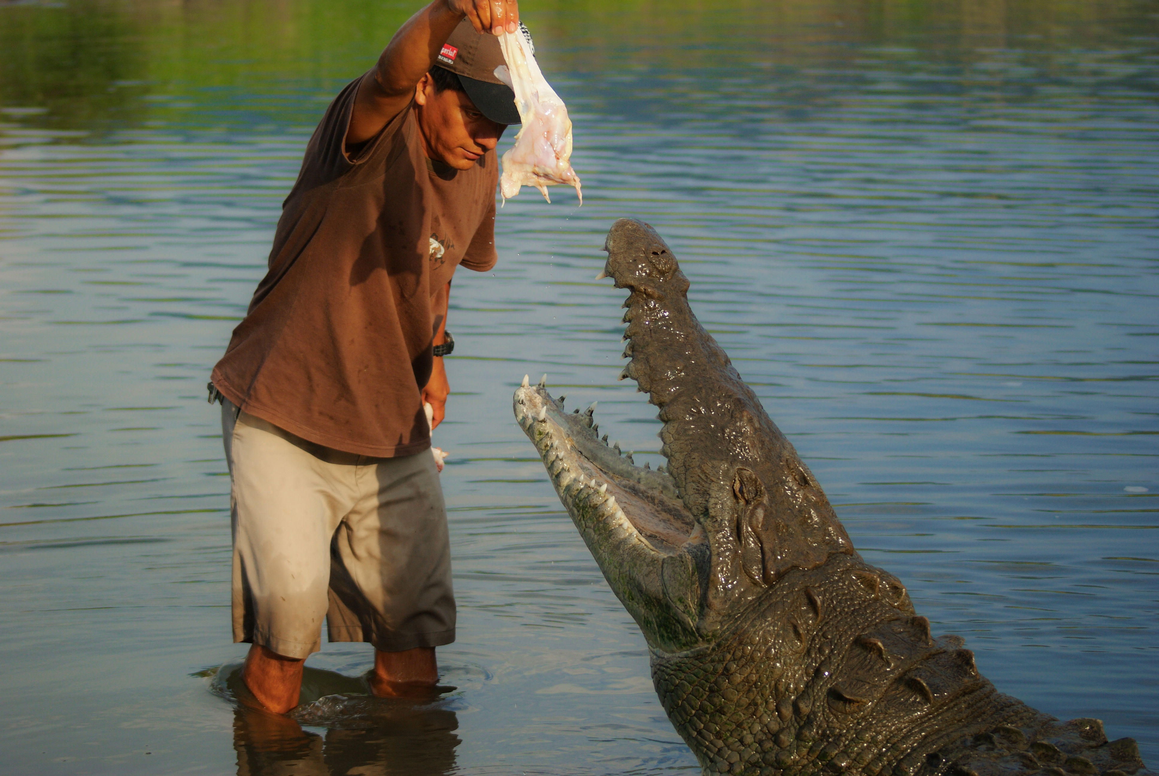 Safari de Cocodrilos en el Río Tárcoles, por ivan garcia