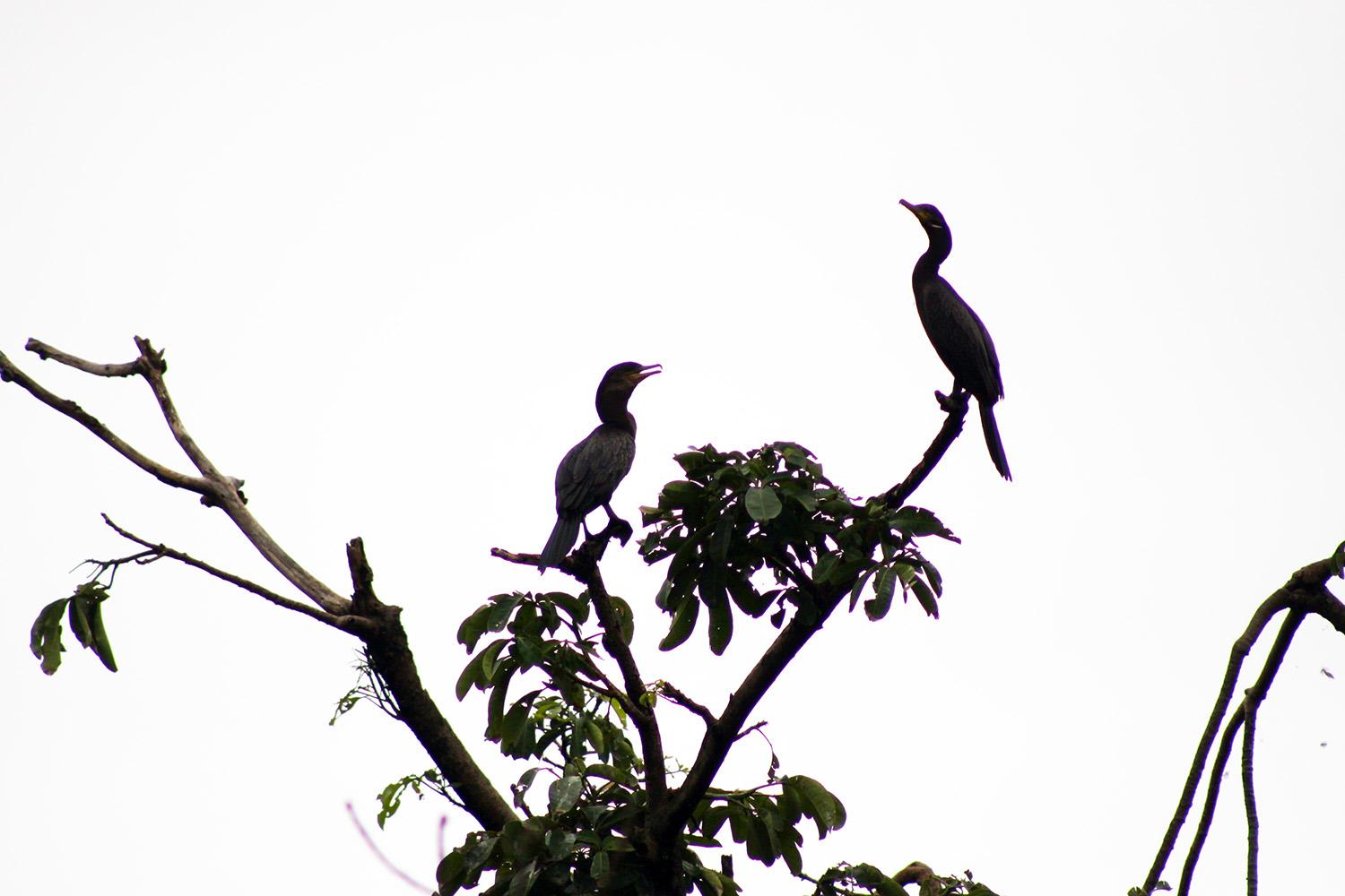 Observación de aves en Lago Izabal, por Tribi Lin