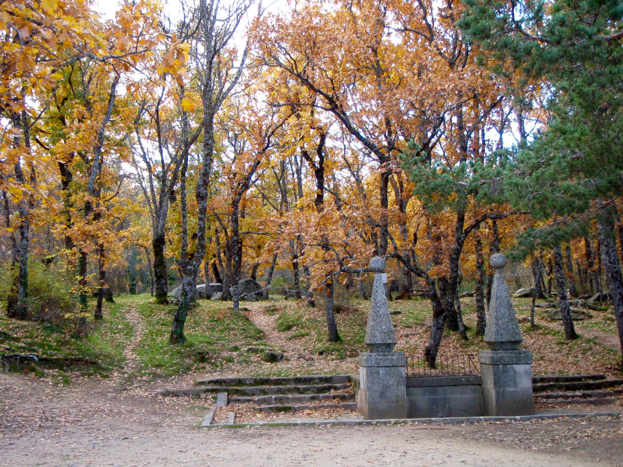 Bosque de la Herrería, por julio gomez sanchez