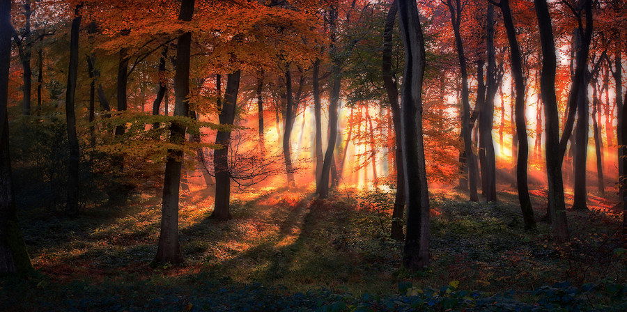 Woodcote Woods, por Ceri Jones