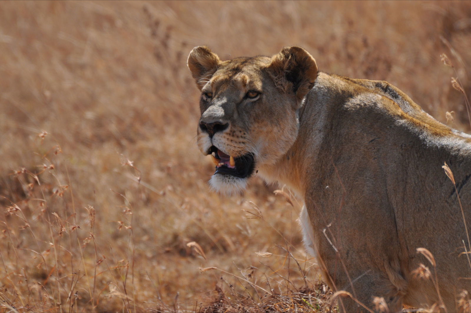 Cráter del Ngorongoro, por Belén García