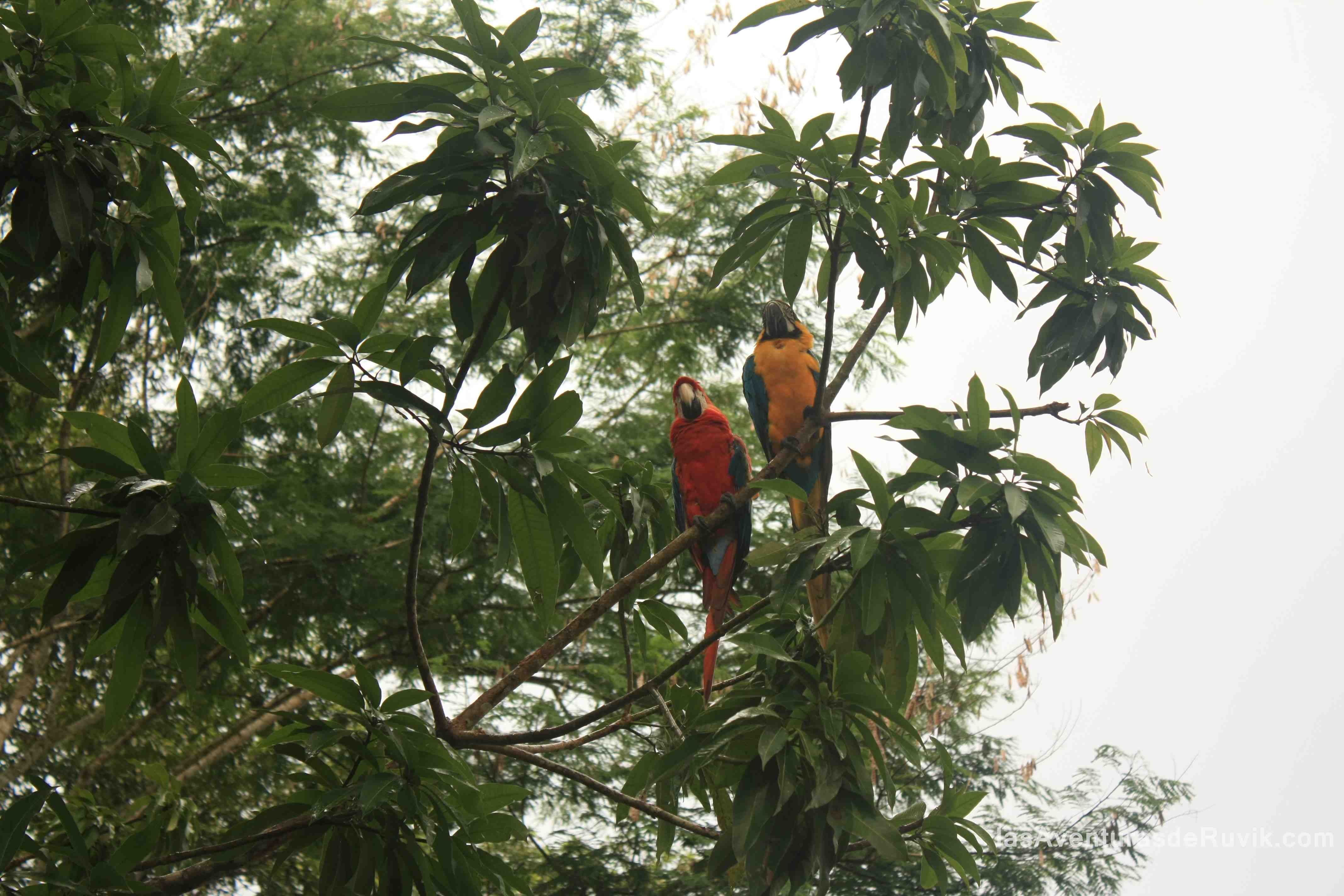 Reservas naturales de Iquitos: un tesoro ecológico por descubrir