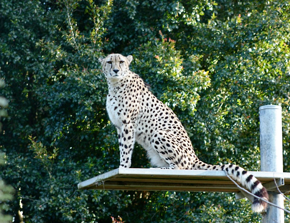 Zoo de Auckland, por Chaimae