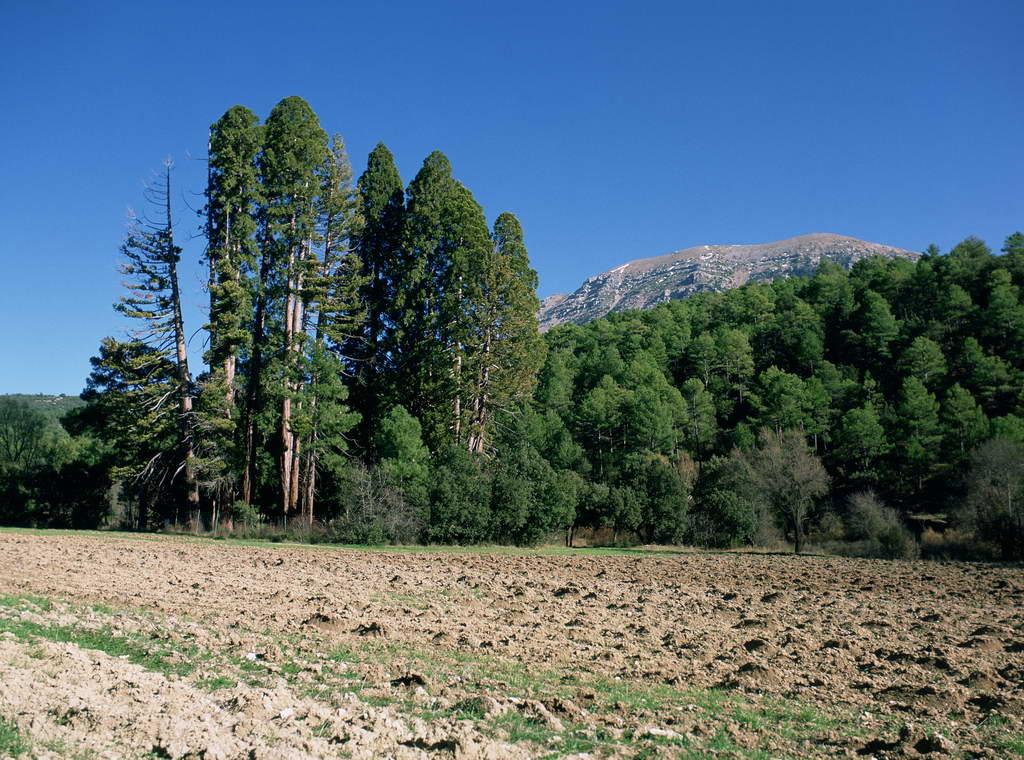 Secuoyas Gigantes de La Losa en Huéscar, por viveydeja_