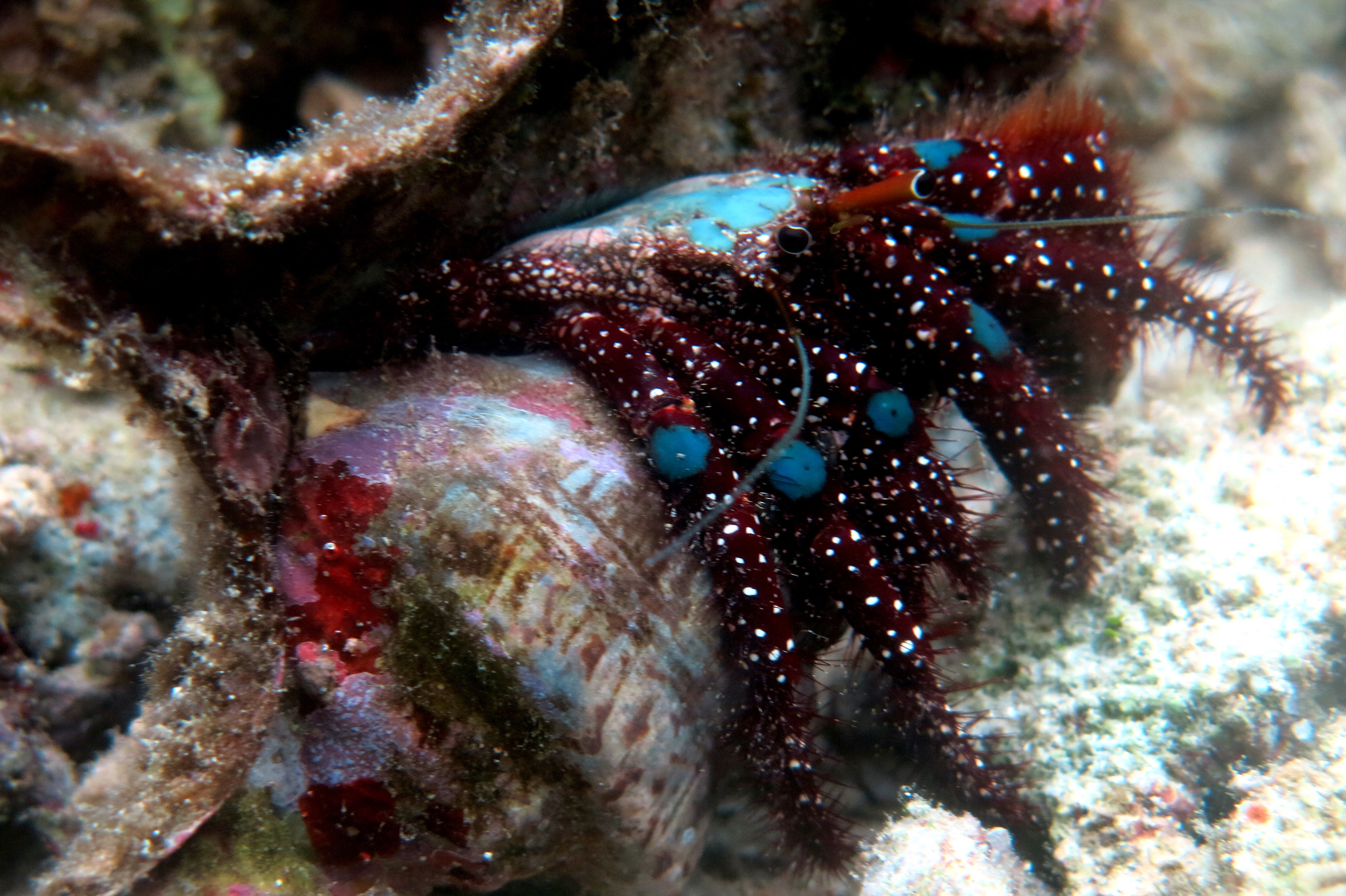 Star Beach Reef, por Claudia Rodríguez