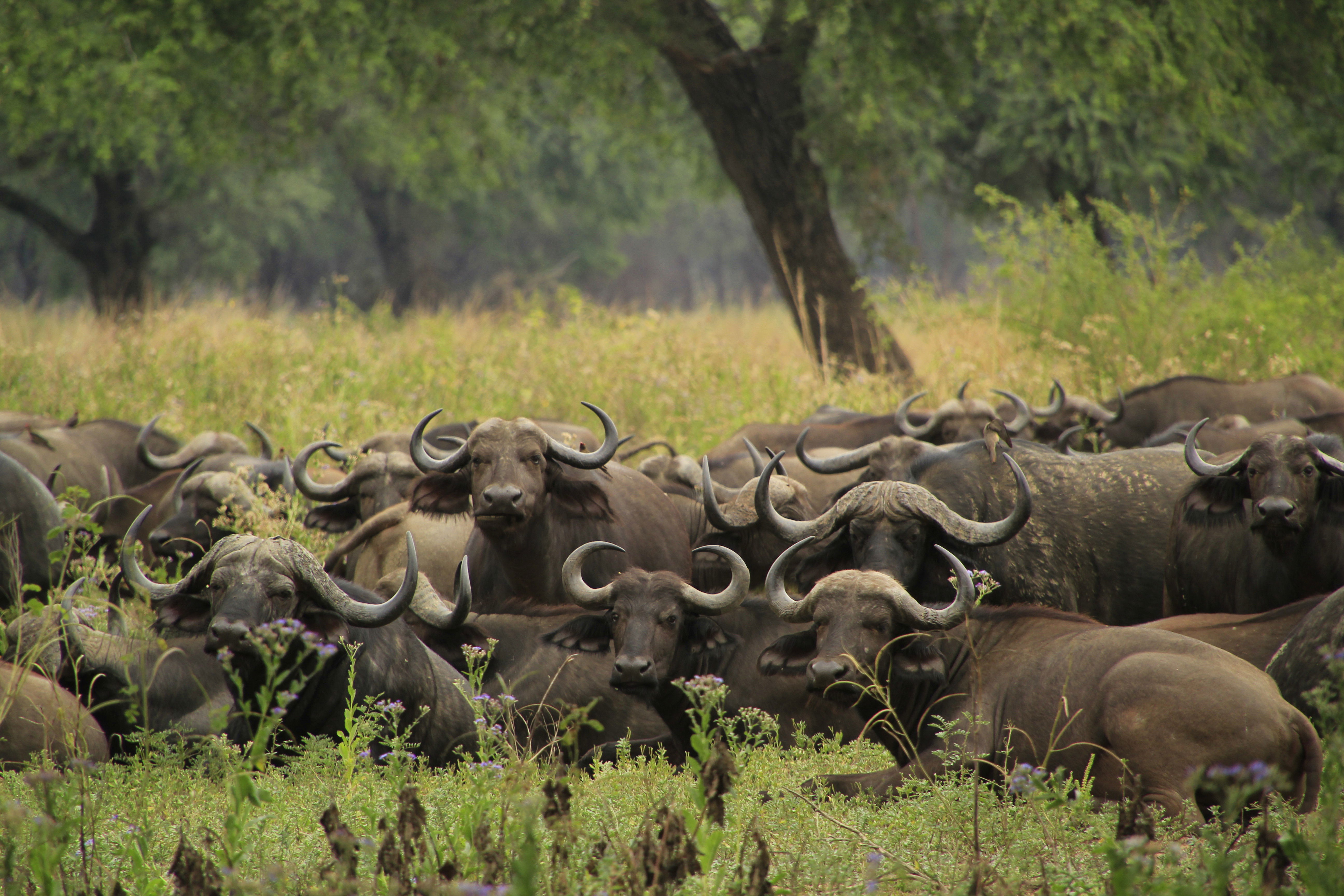 Lower Zambezi National Park, por alonsoenruta