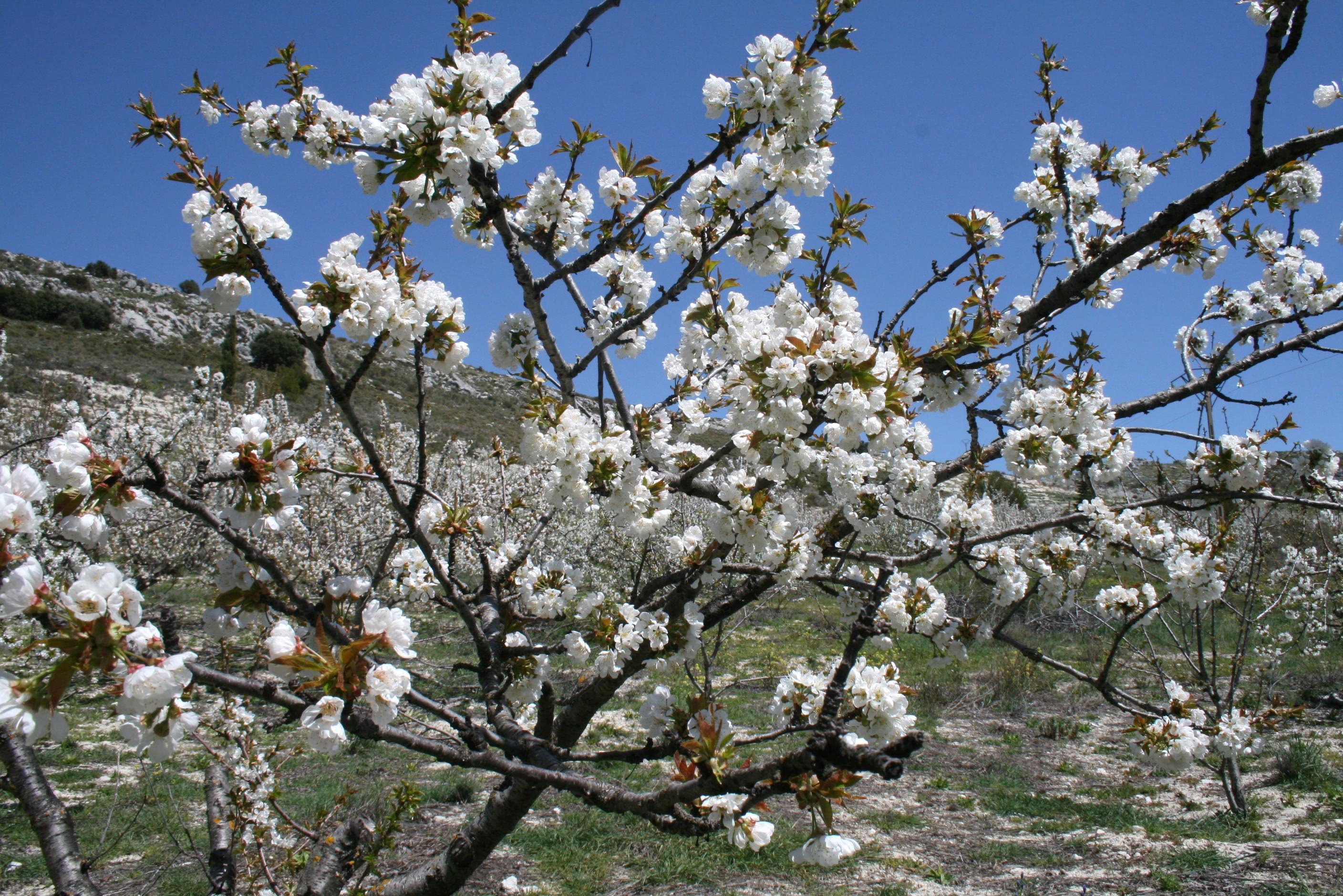 Ruta de los cerezos en flor en Torres