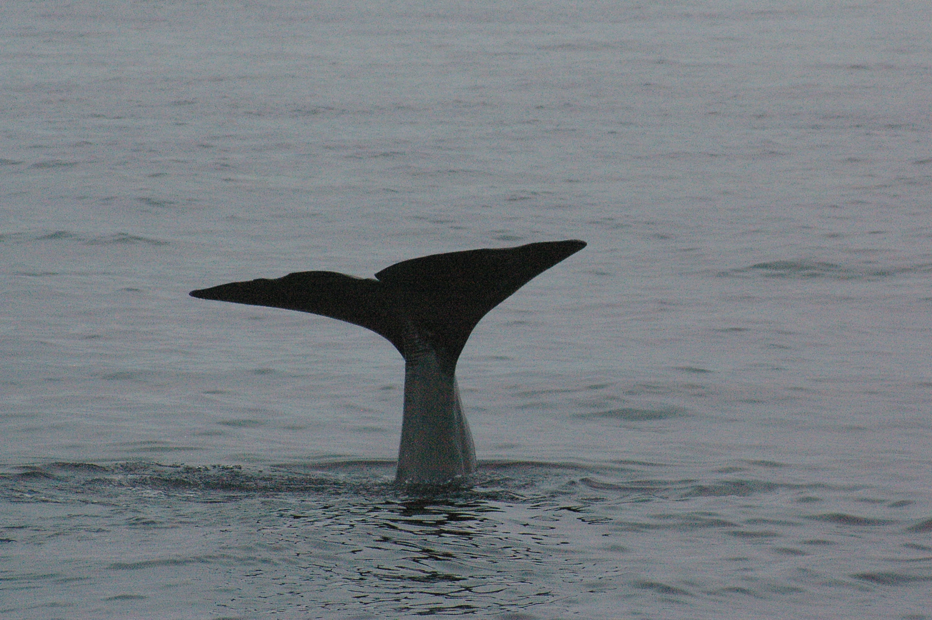 Ballenas en Noruega, por Raquel Rey